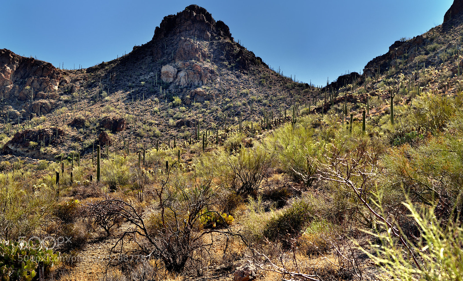 Nikon D800E sample photo. A lush desert vegetation photography