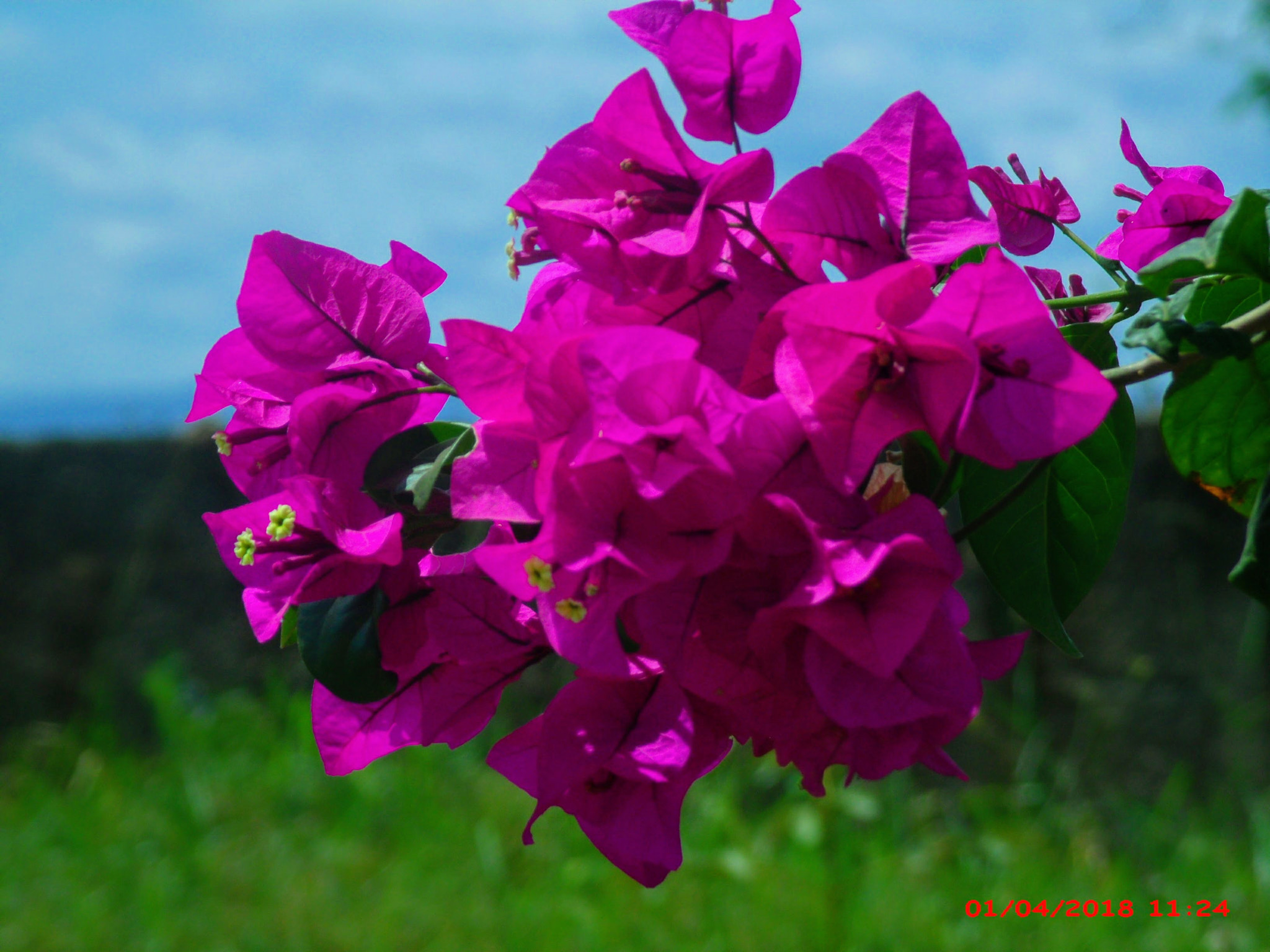 GENERAL IMAGING CO. X400 sample photo