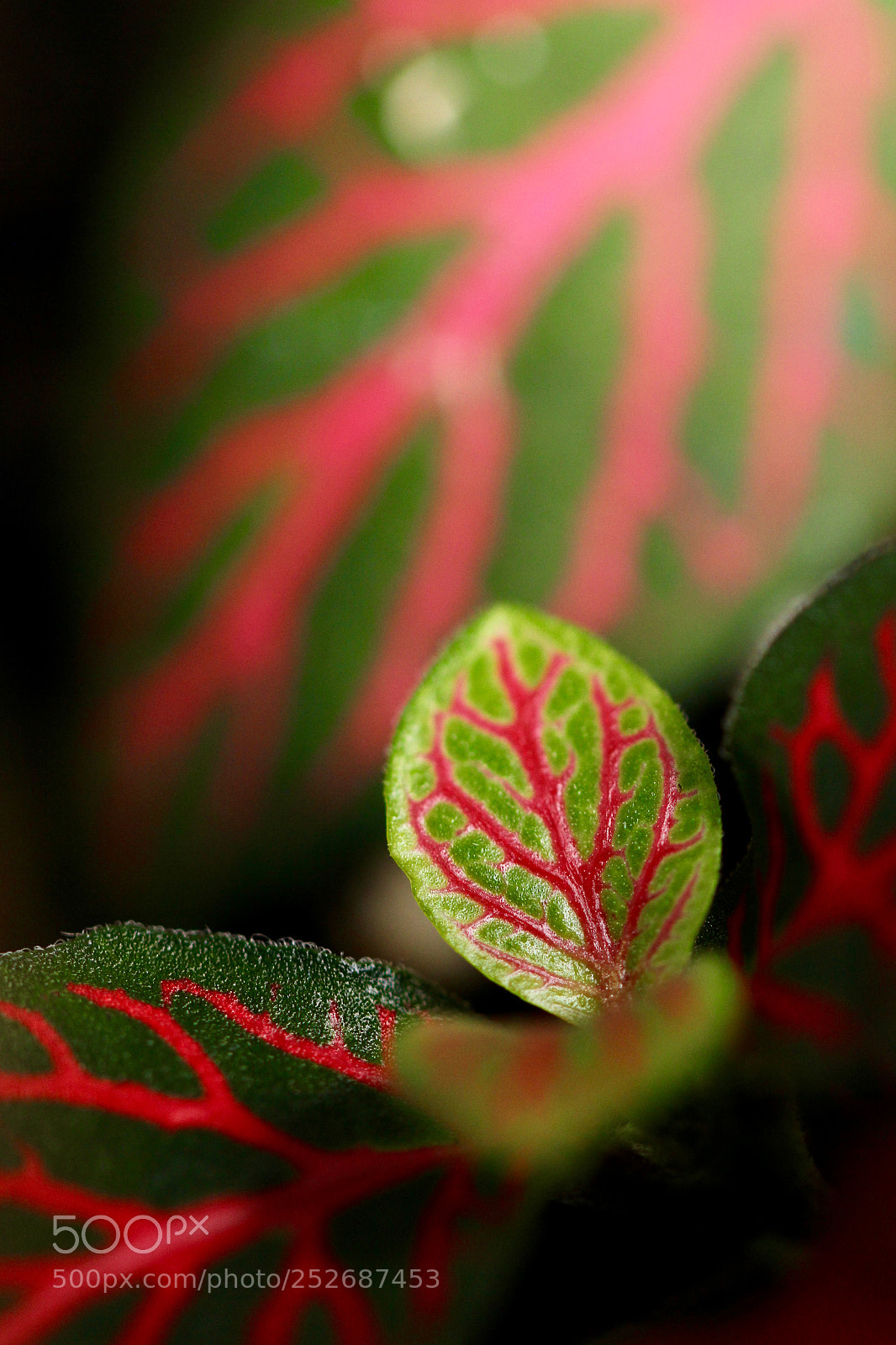 Canon EOS 60D sample photo. Blood photography
