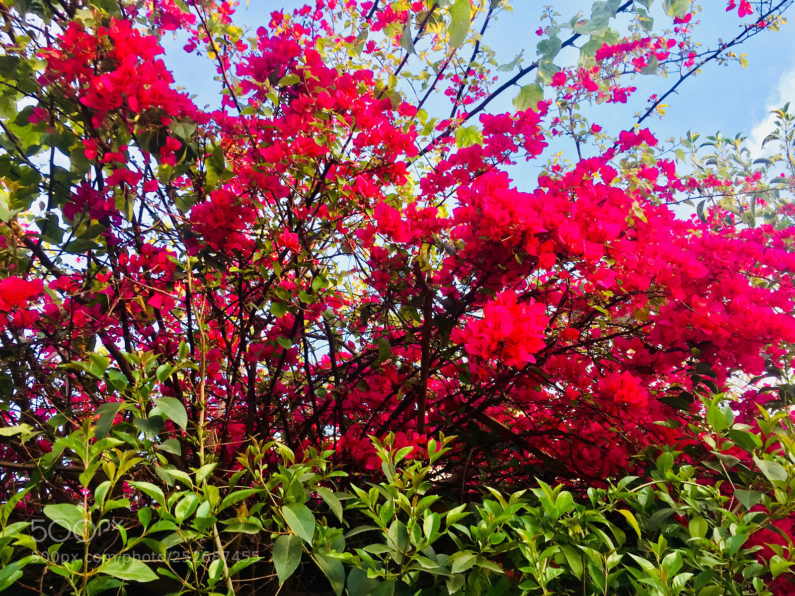 Apple iPhone 6 sample photo. Red flowers  photography