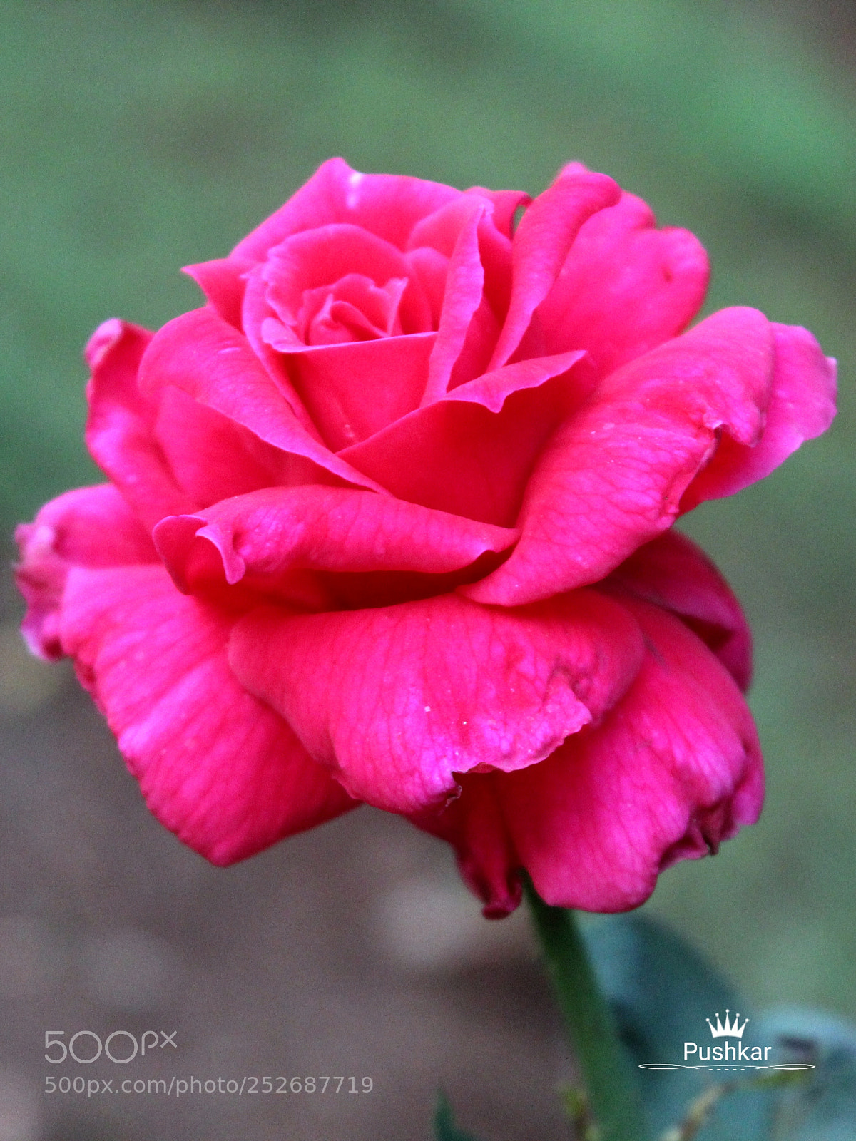 Canon EOS 1200D (EOS Rebel T5 / EOS Kiss X70 / EOS Hi) sample photo. Rose photography