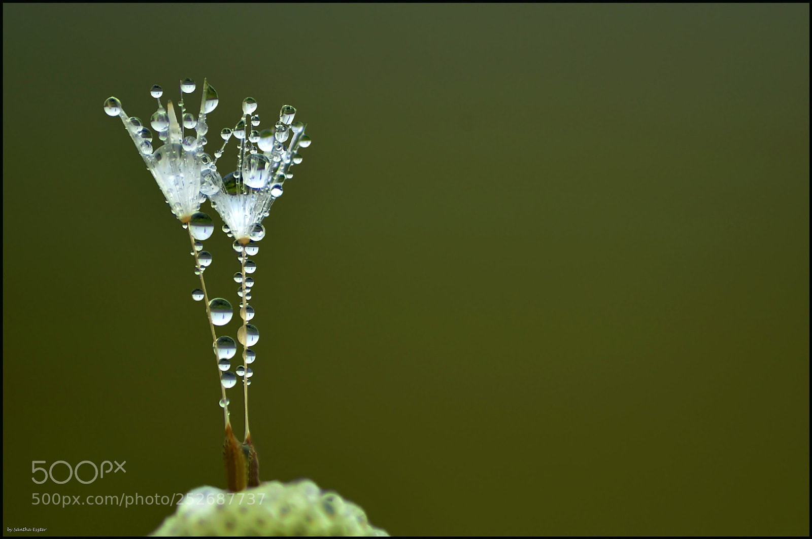 Nikon D5100 sample photo. Drops photography