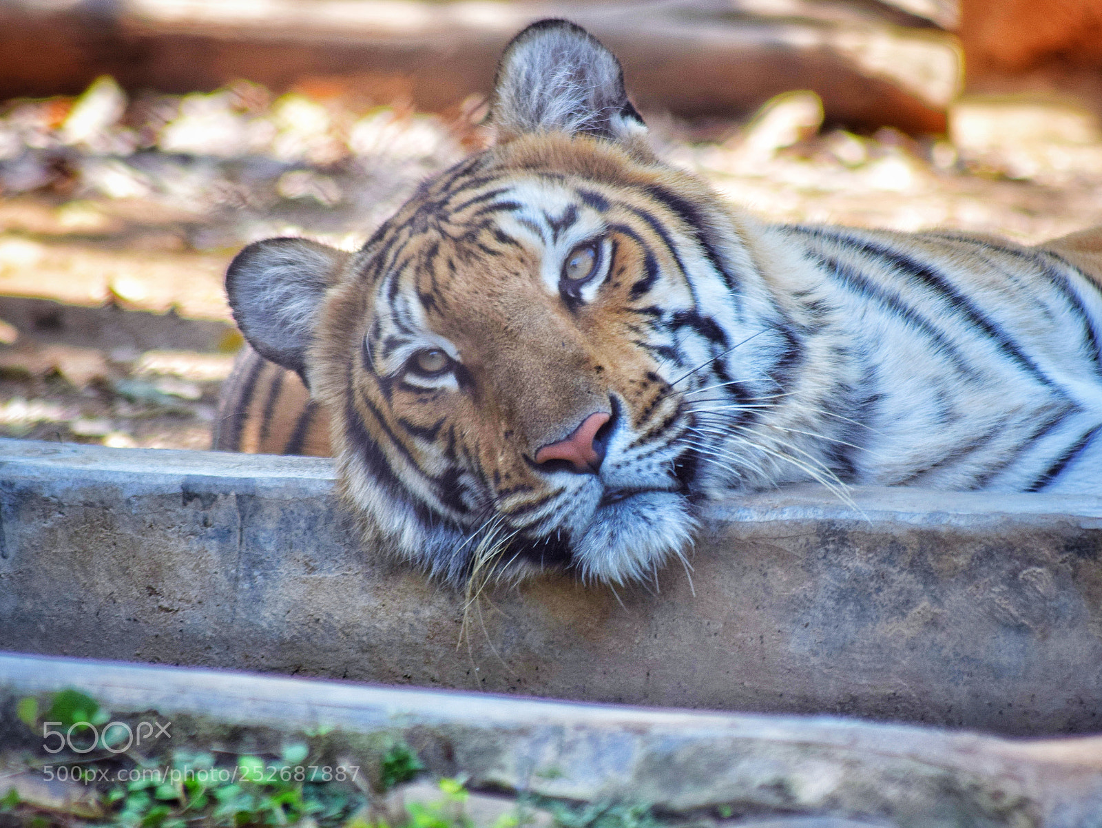 Nikon D3300 sample photo. The indian beast photography