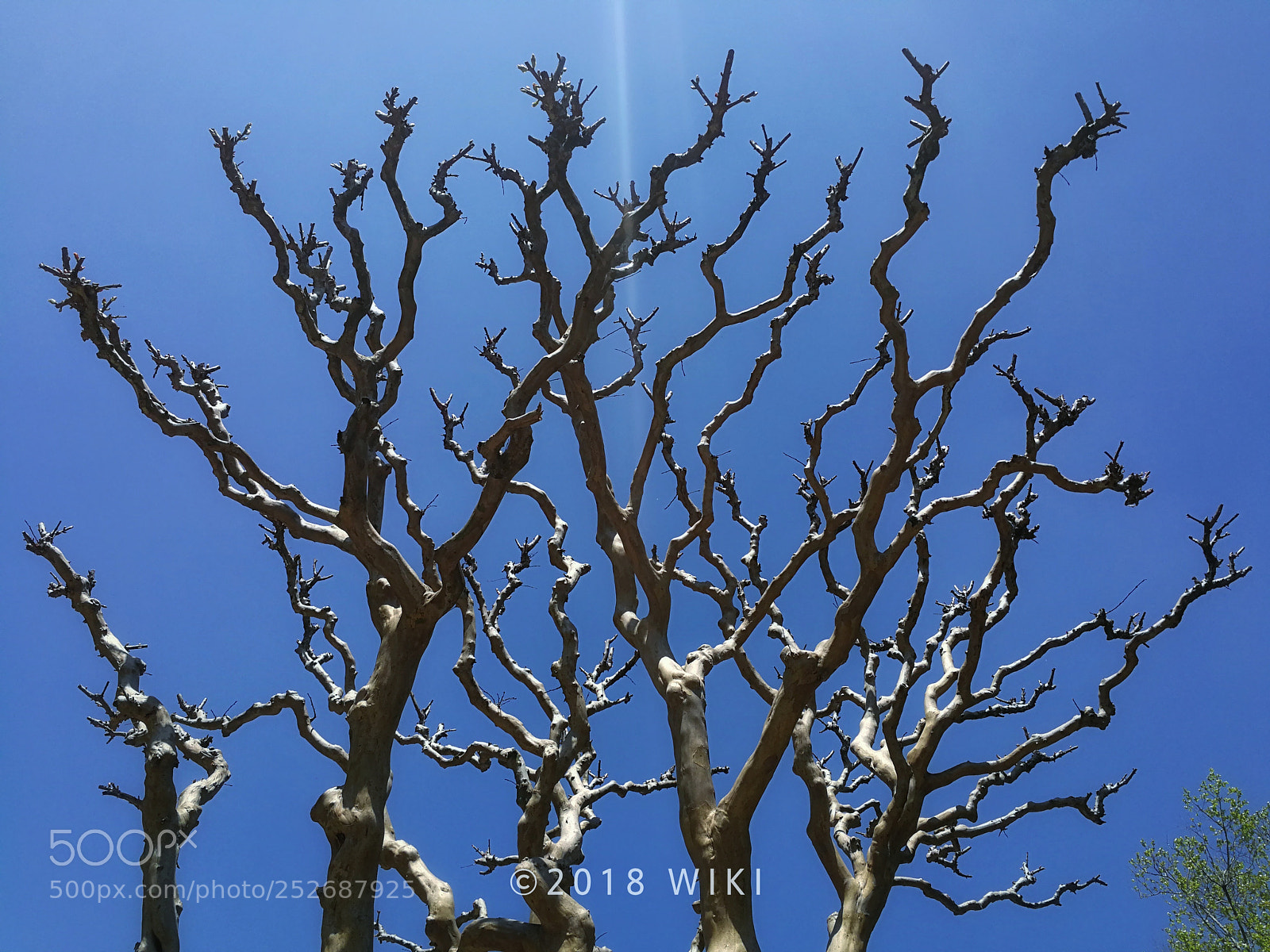 HUAWEI Mate 9 sample photo. Crape myrtle photography