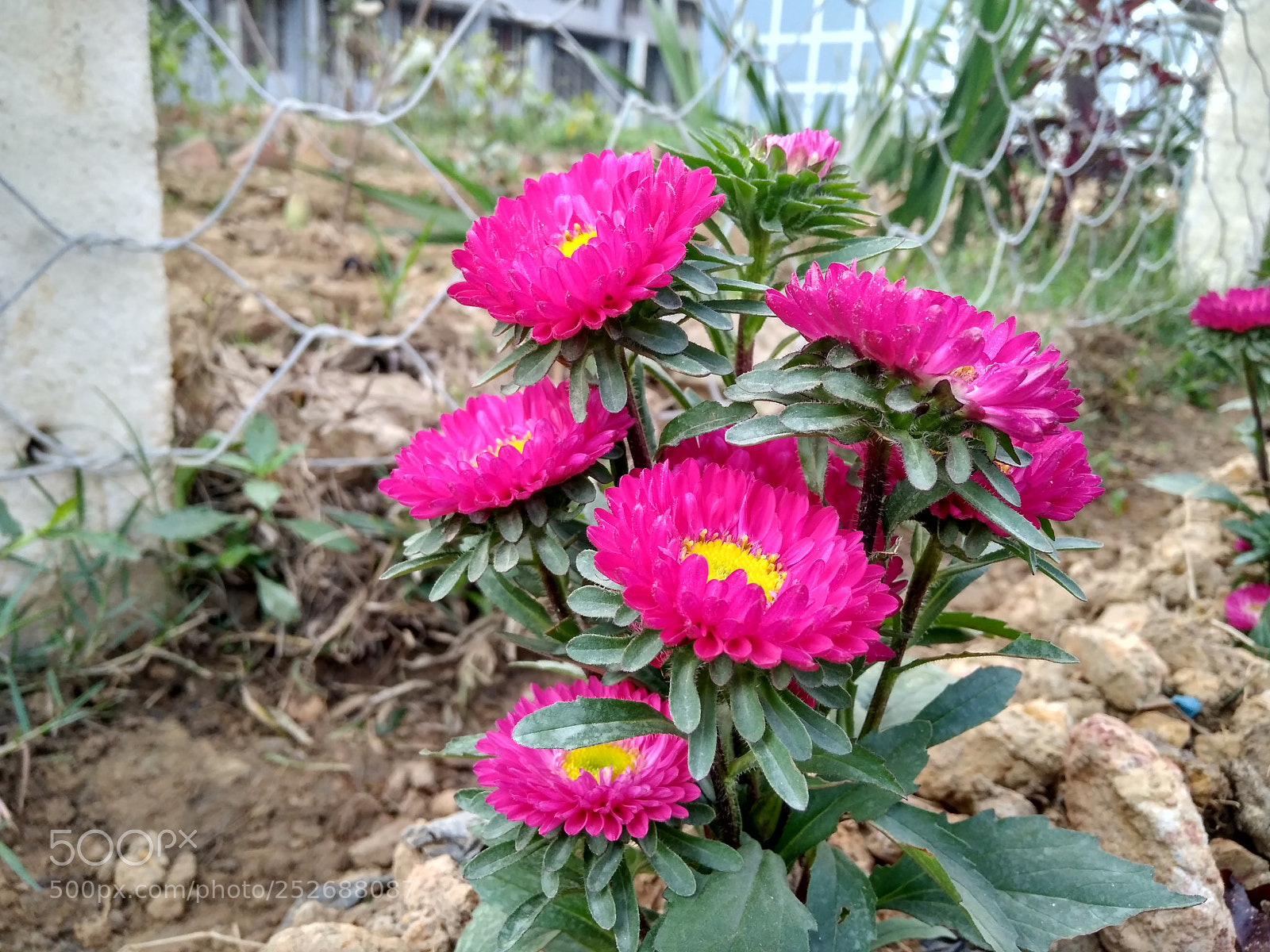 Xiaomi Redmi 4 Pro sample photo. ....natural touch vi.... photography