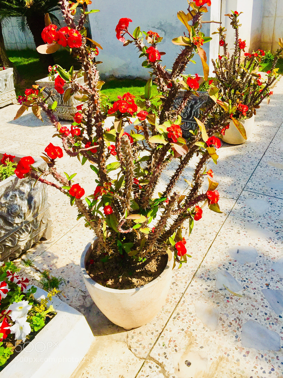 Apple iPhone 6 sample photo. Red flowers in pot  photography