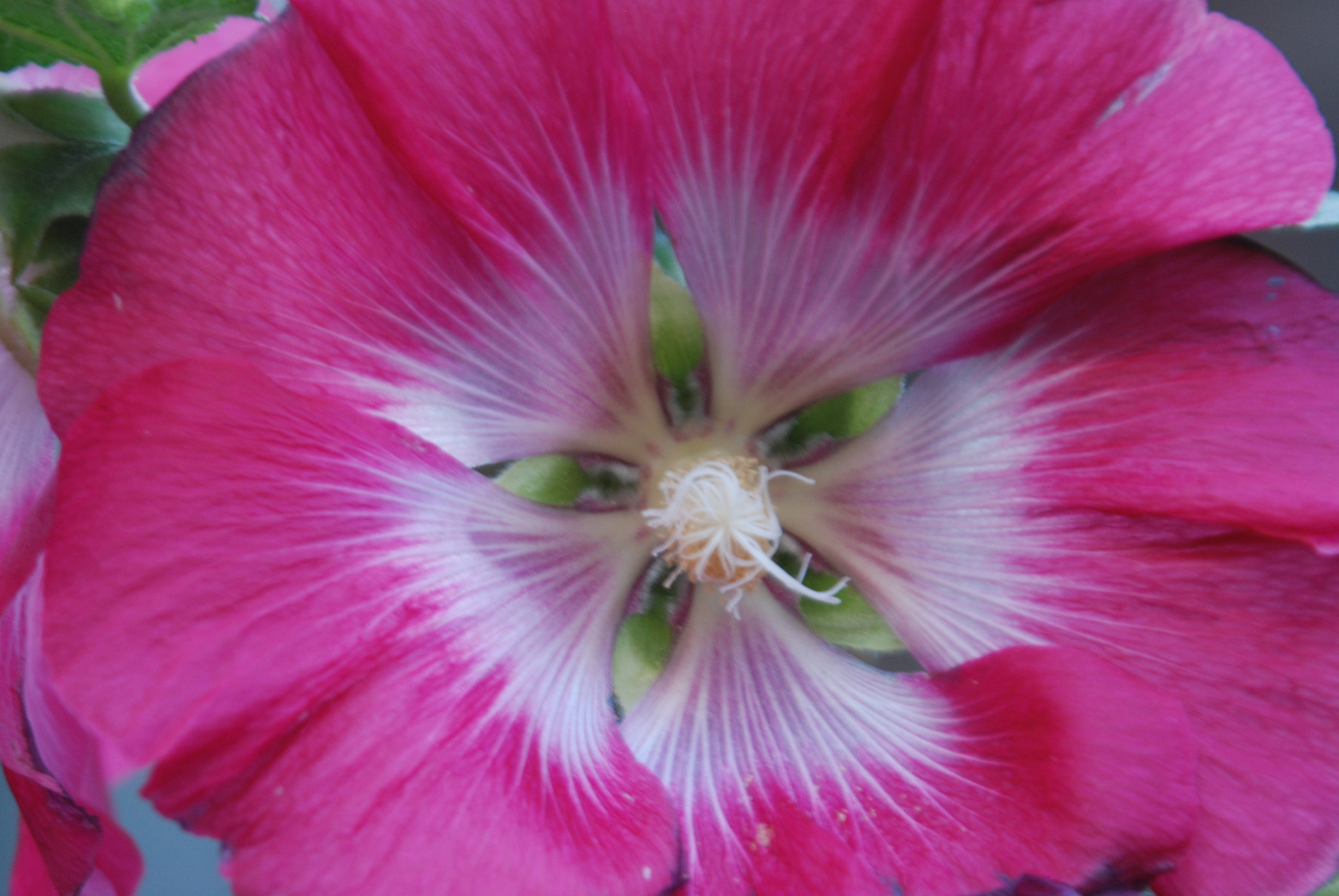 Nikon D80 sample photo. Pink bloom, flower market, amsterdam 2009 photography