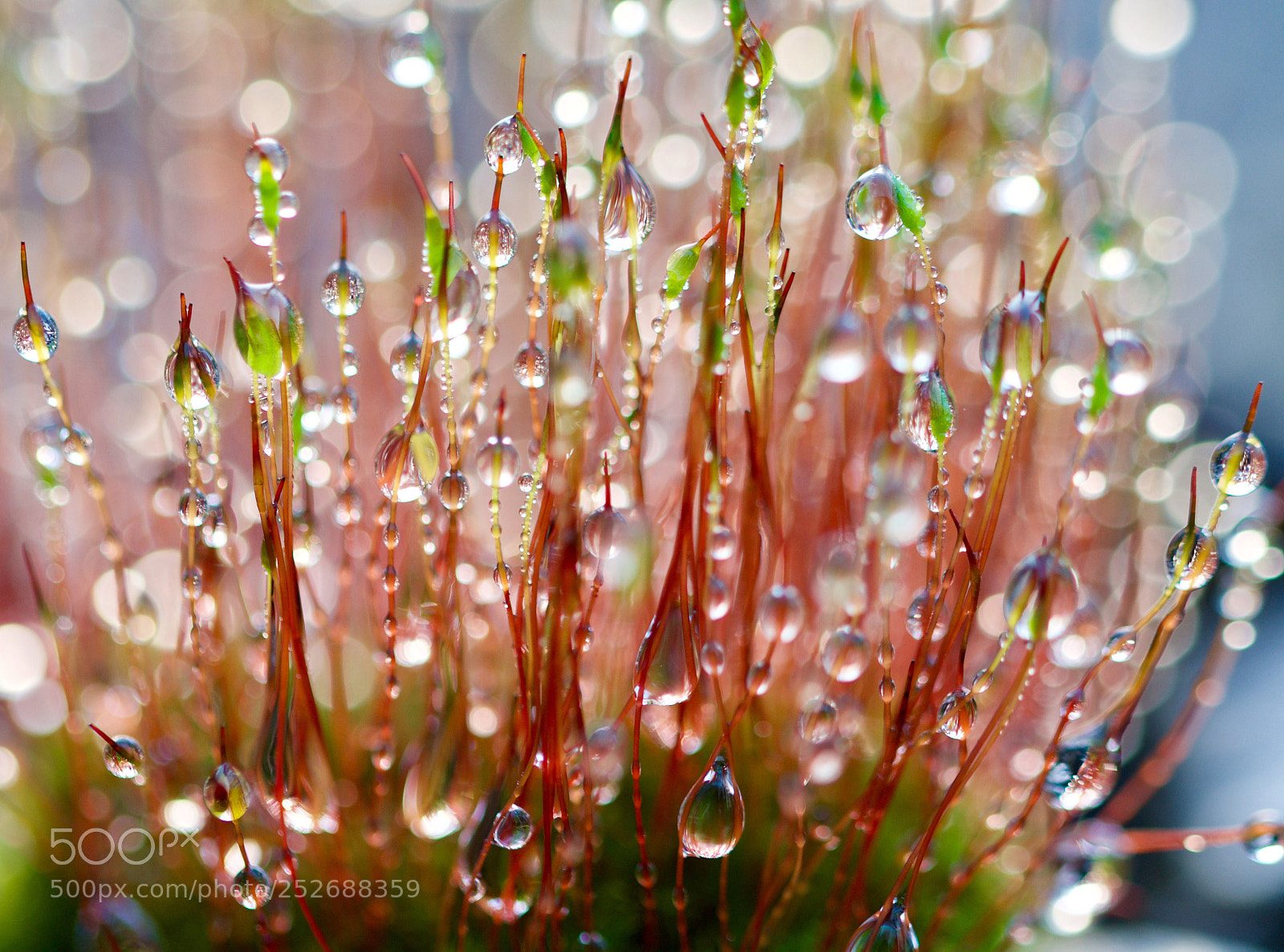Nikon D500 sample photo. Untitled photography