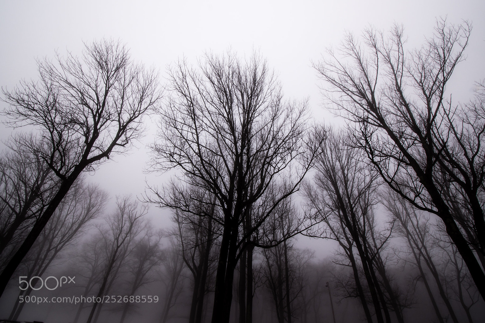 Nikon D5500 sample photo. The fog photography