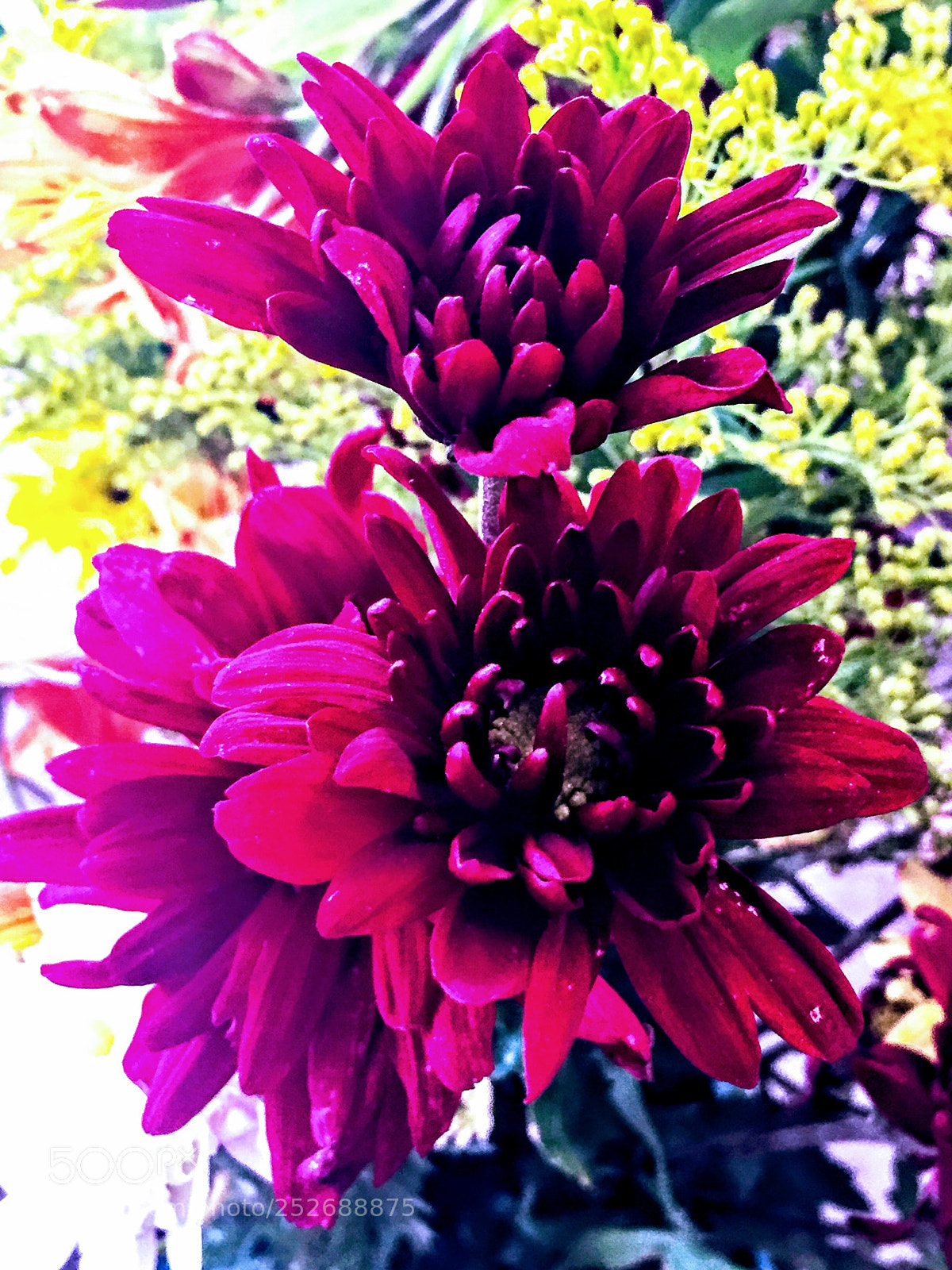 Apple iPhone 6 sample photo. Flor del istmo de photography