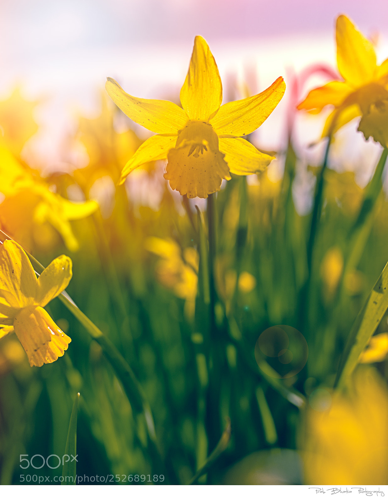 Canon EOS 5D Mark IV sample photo. Into the spring photography