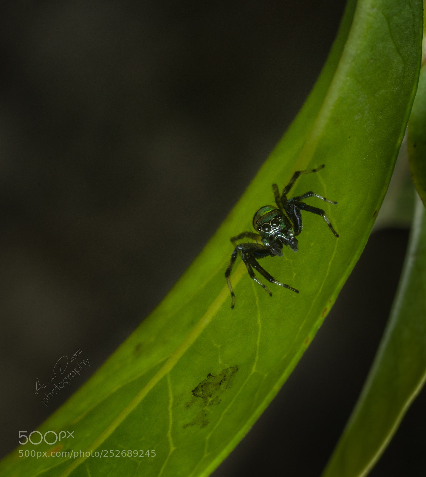 Nikon D5100 sample photo. Dancing spider photography