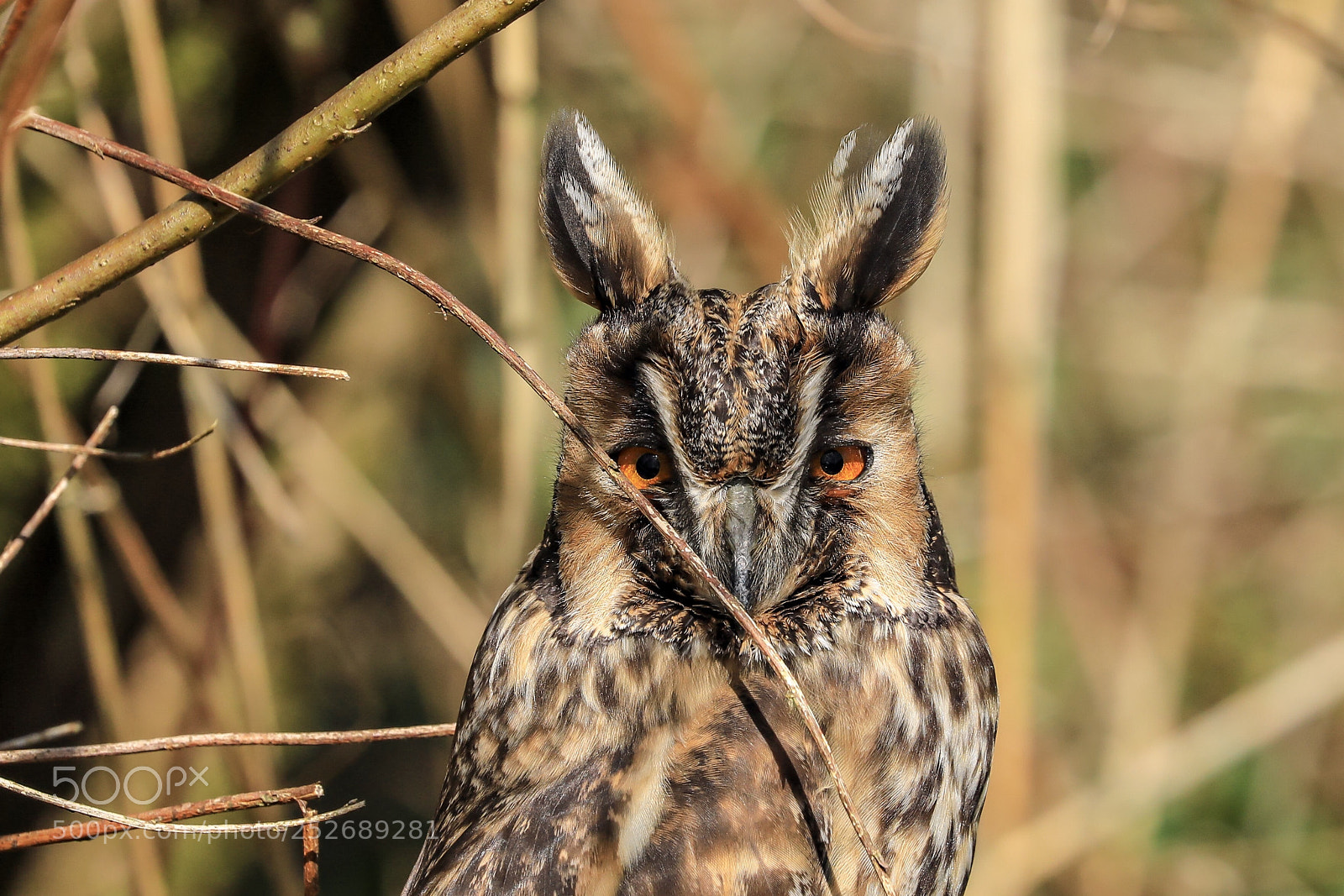Canon EOS 5D Mark IV sample photo. Long eared owl photography