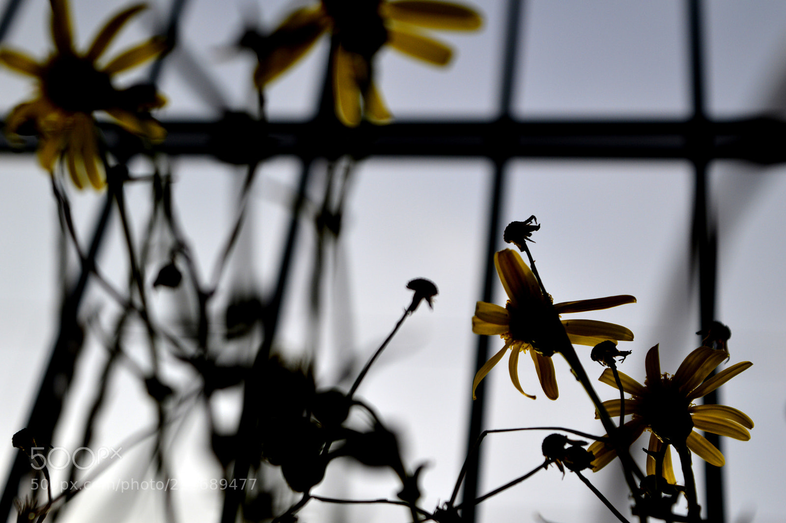 Nikon D3200 sample photo. Tribute to spring photography