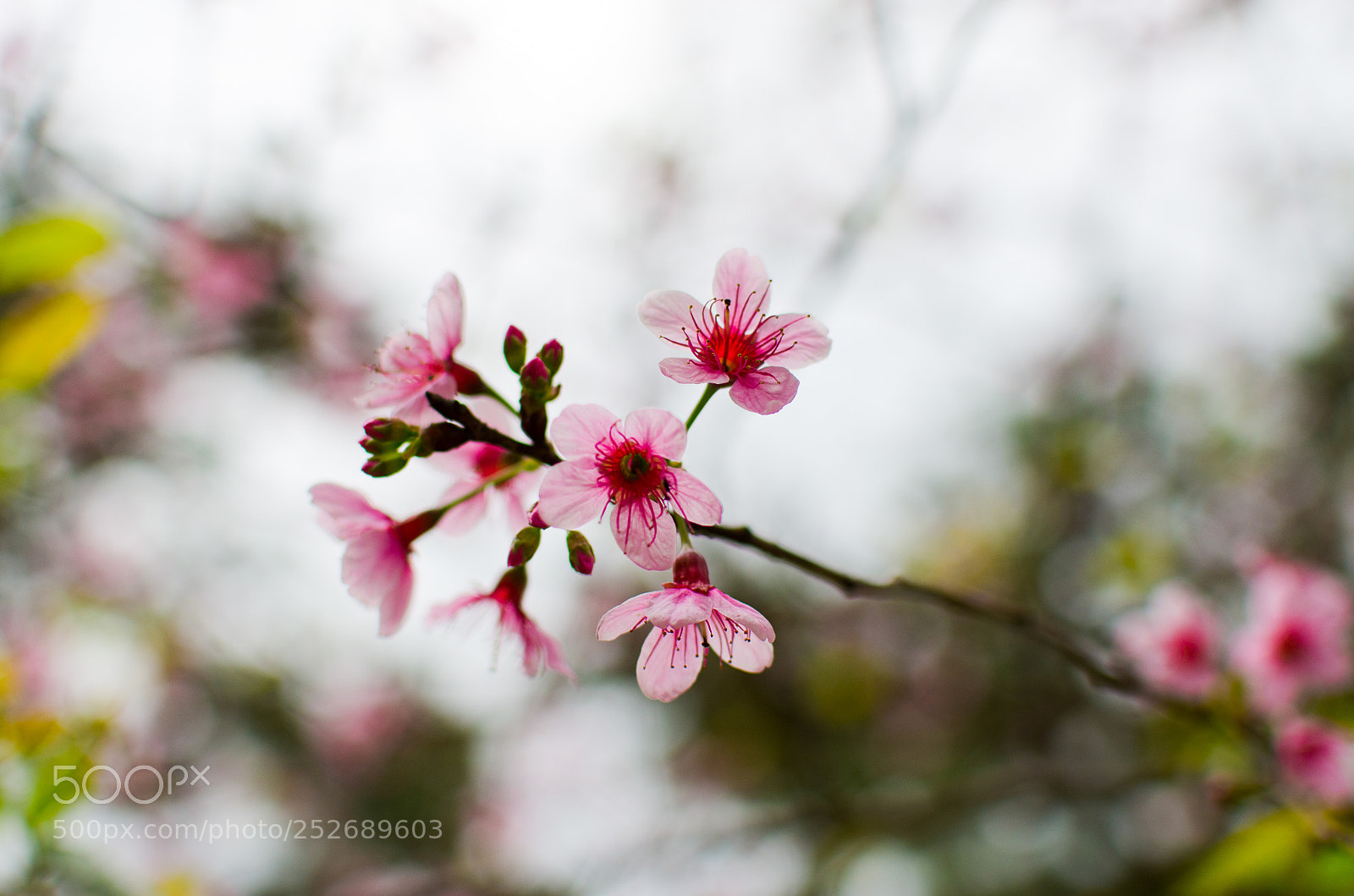 Nikon D7000 sample photo. Hka photography