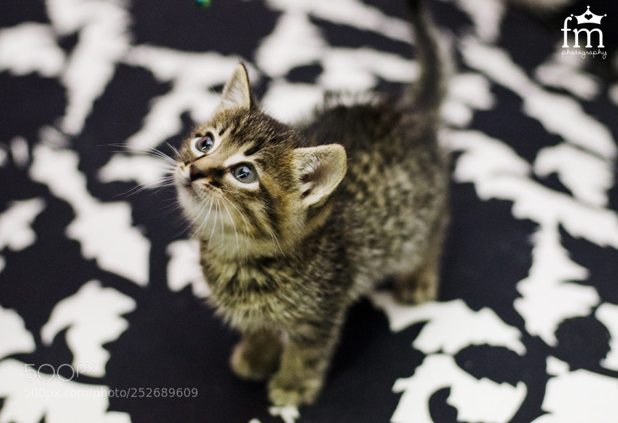 Nikon D7000 sample photo. Cfb photography