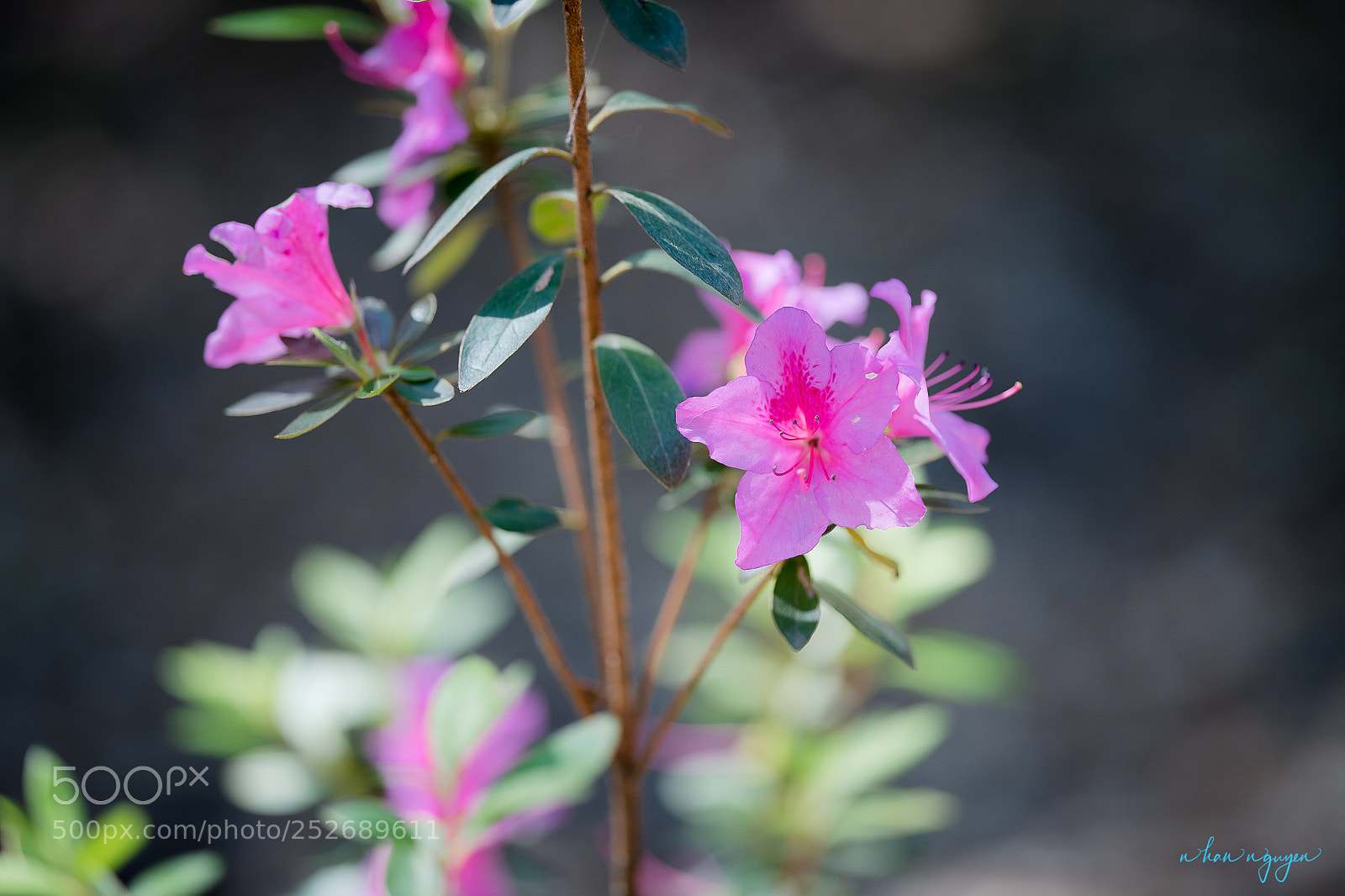 Nikon D850 sample photo. Untitled photography