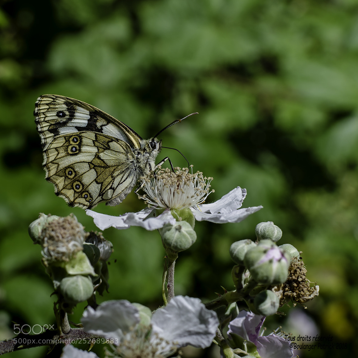 Nikon D7000 sample photo. En attendant la saison photography