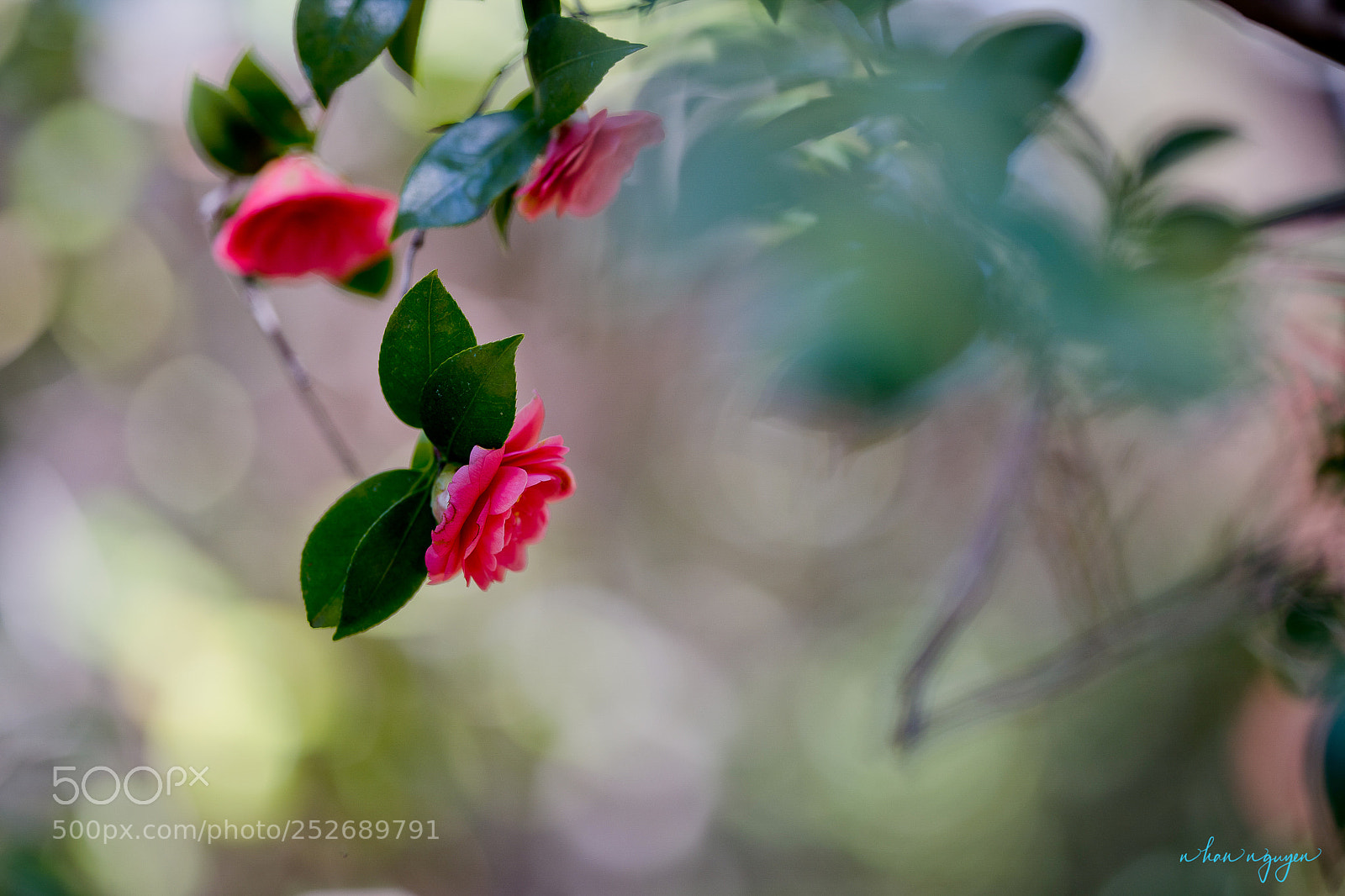Nikon D850 sample photo. Untitled photography