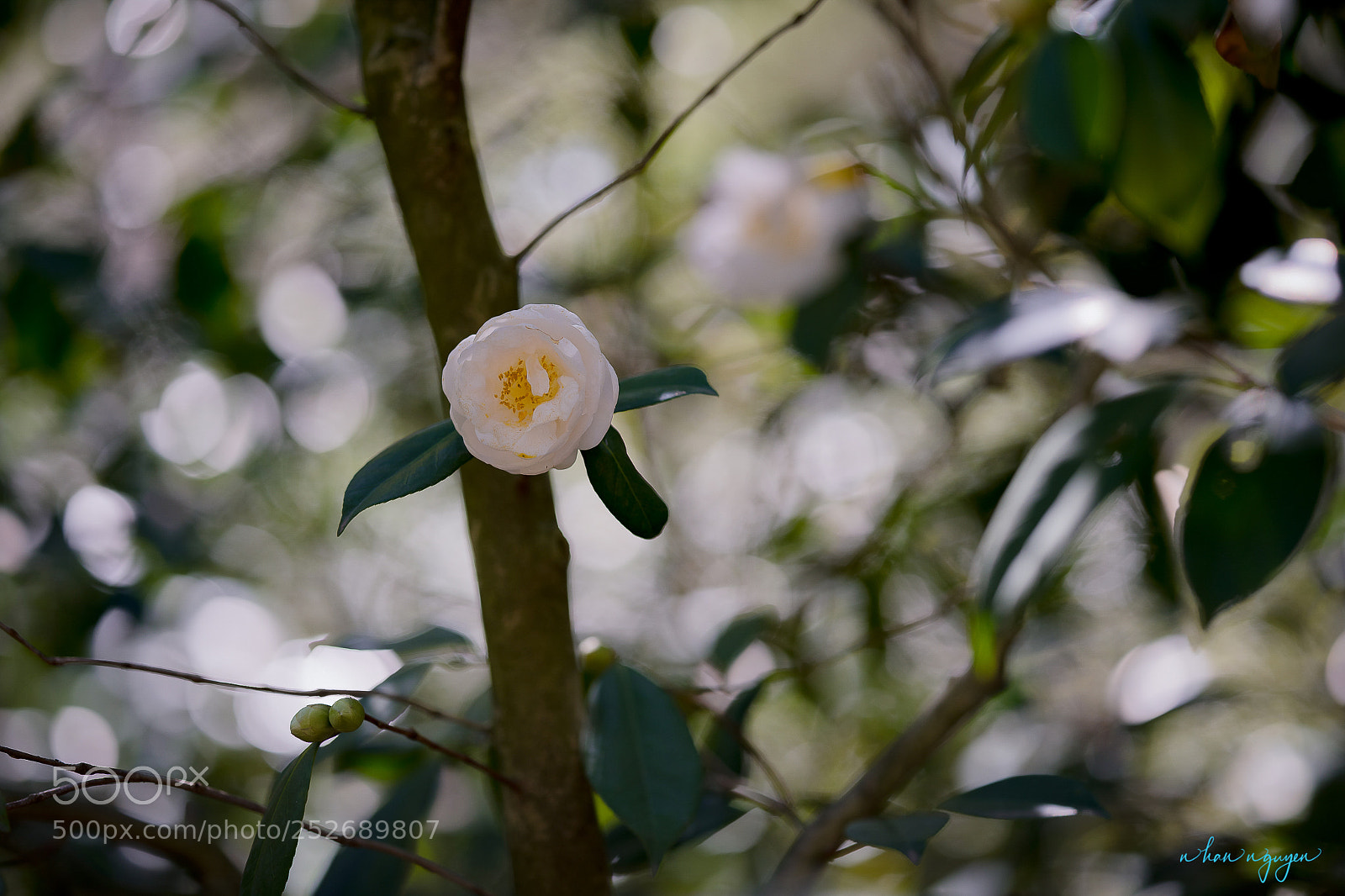 Nikon D850 sample photo. Untitled photography