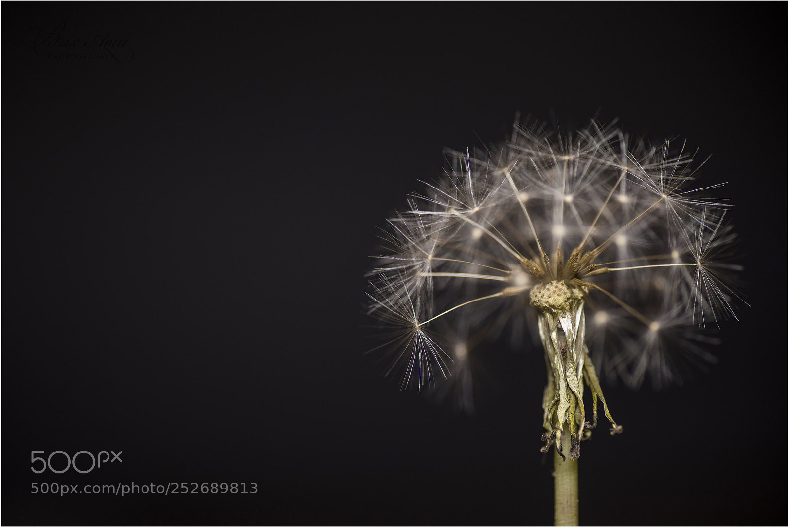 Nikon D800E sample photo. Untitled photography