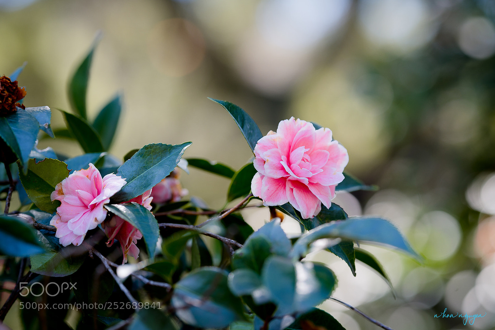 Nikon D850 sample photo. Untitled photography