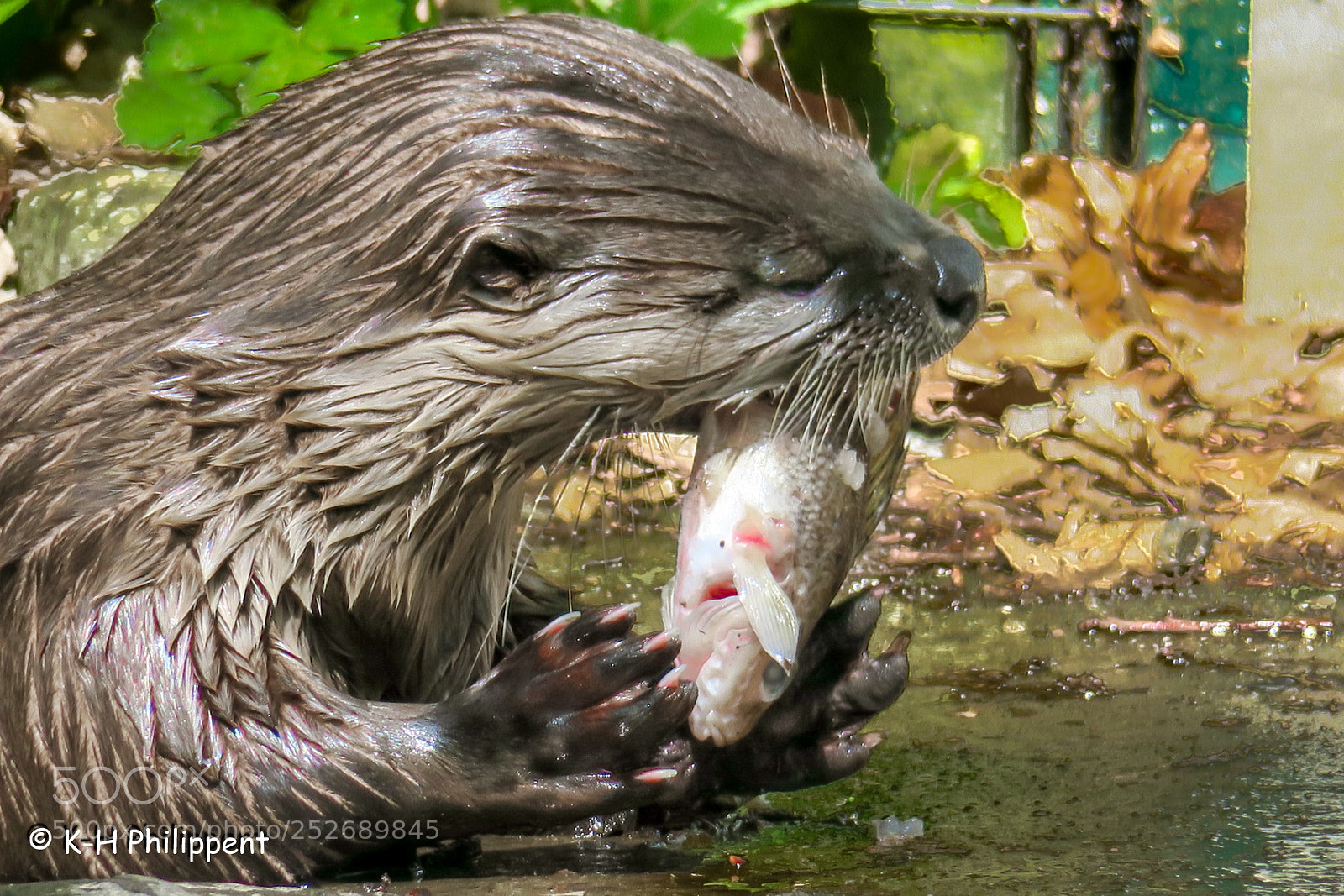 Canon PowerShot G3 X sample photo. Edertal germany wild animal photography