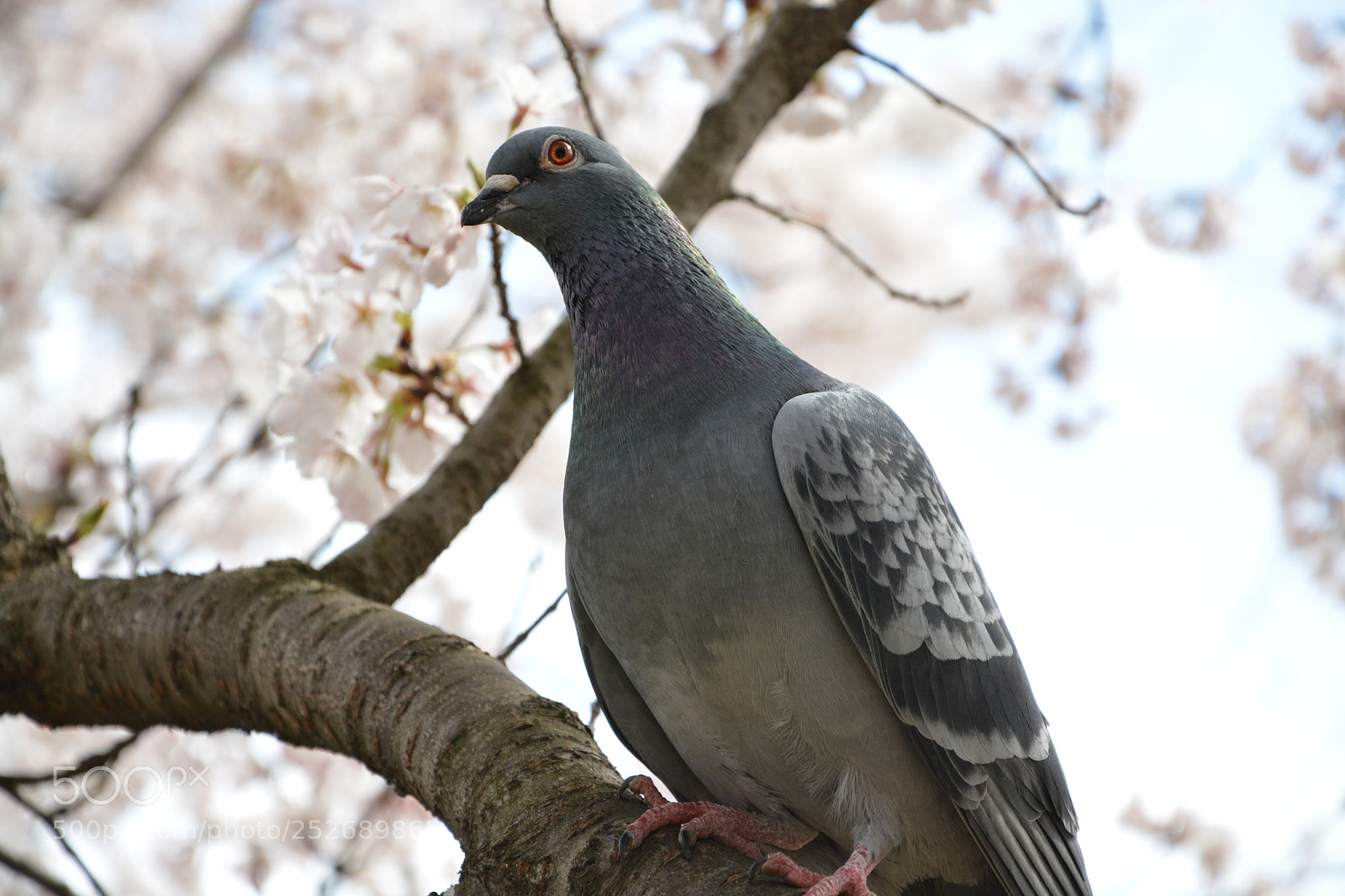 Nikon D7100 sample photo. A pigeon stands on photography