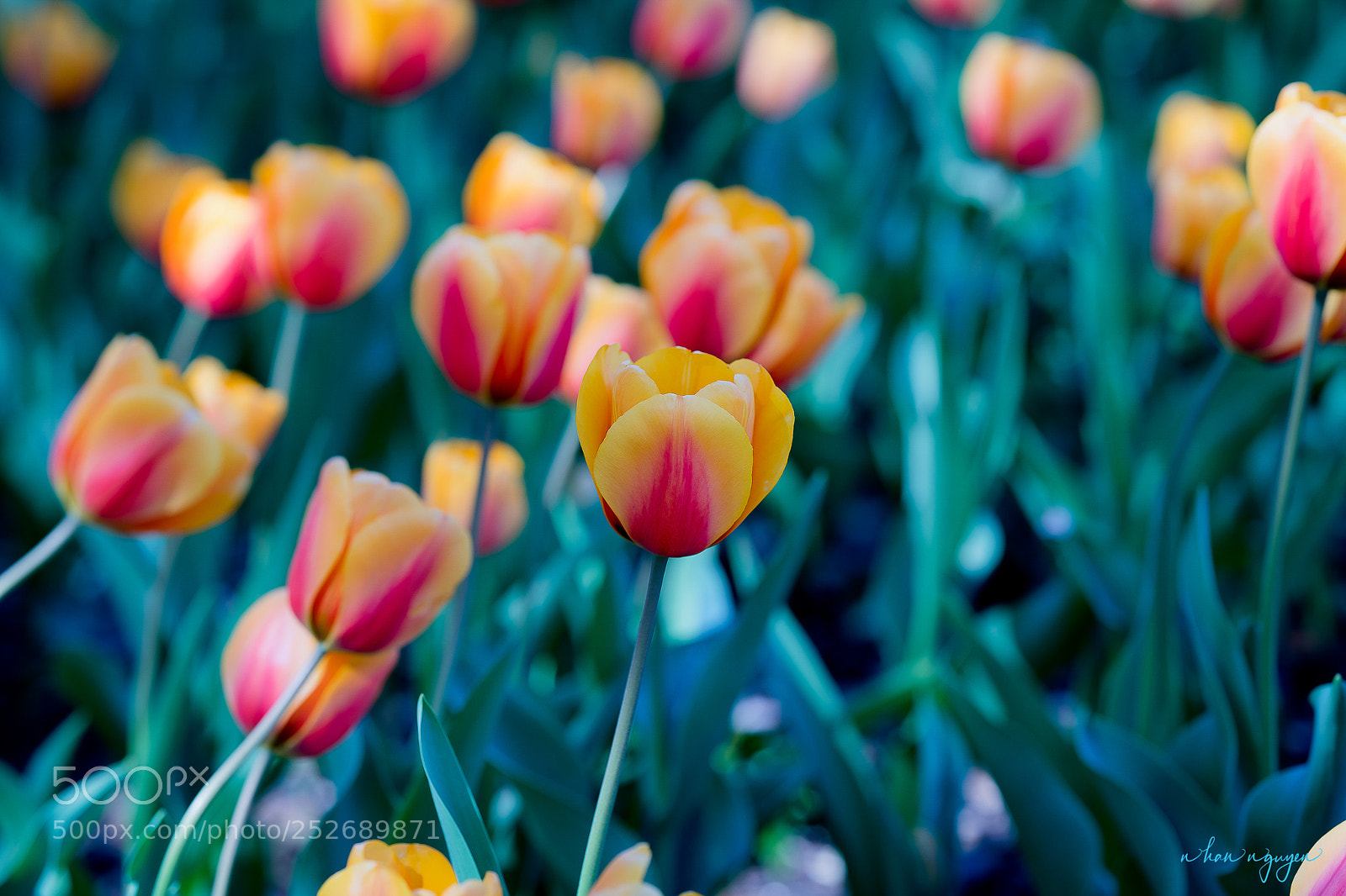 Nikon D850 sample photo. Untitled photography