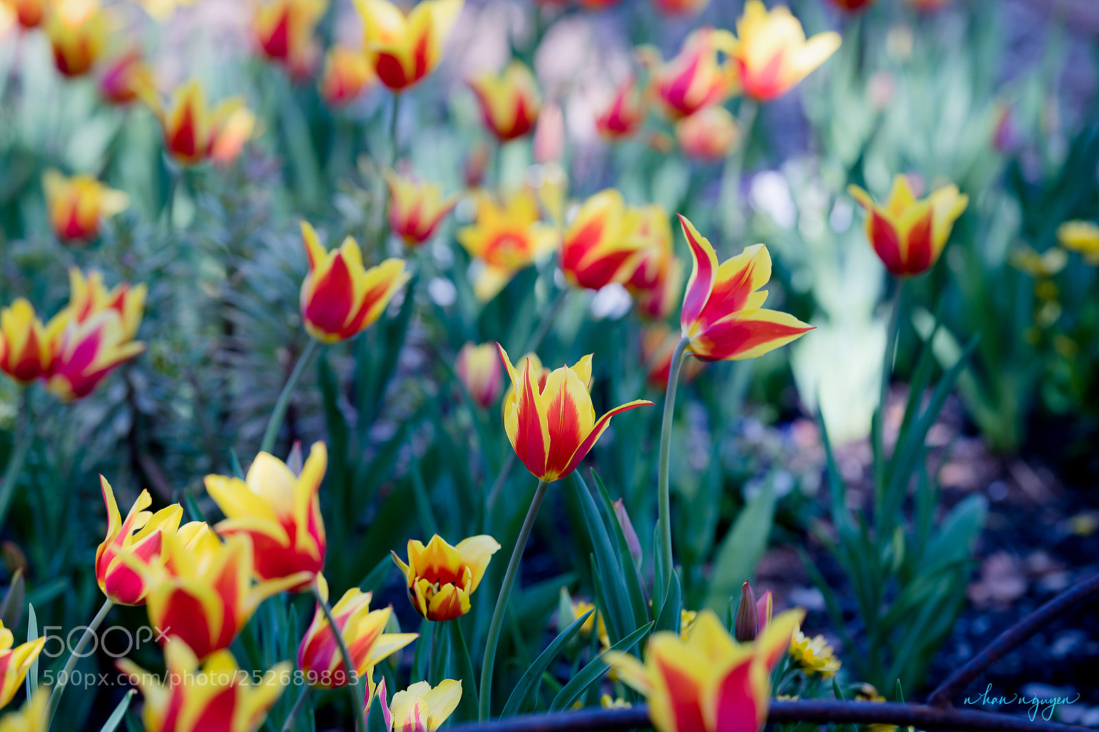 Nikon D850 sample photo. Untitled photography