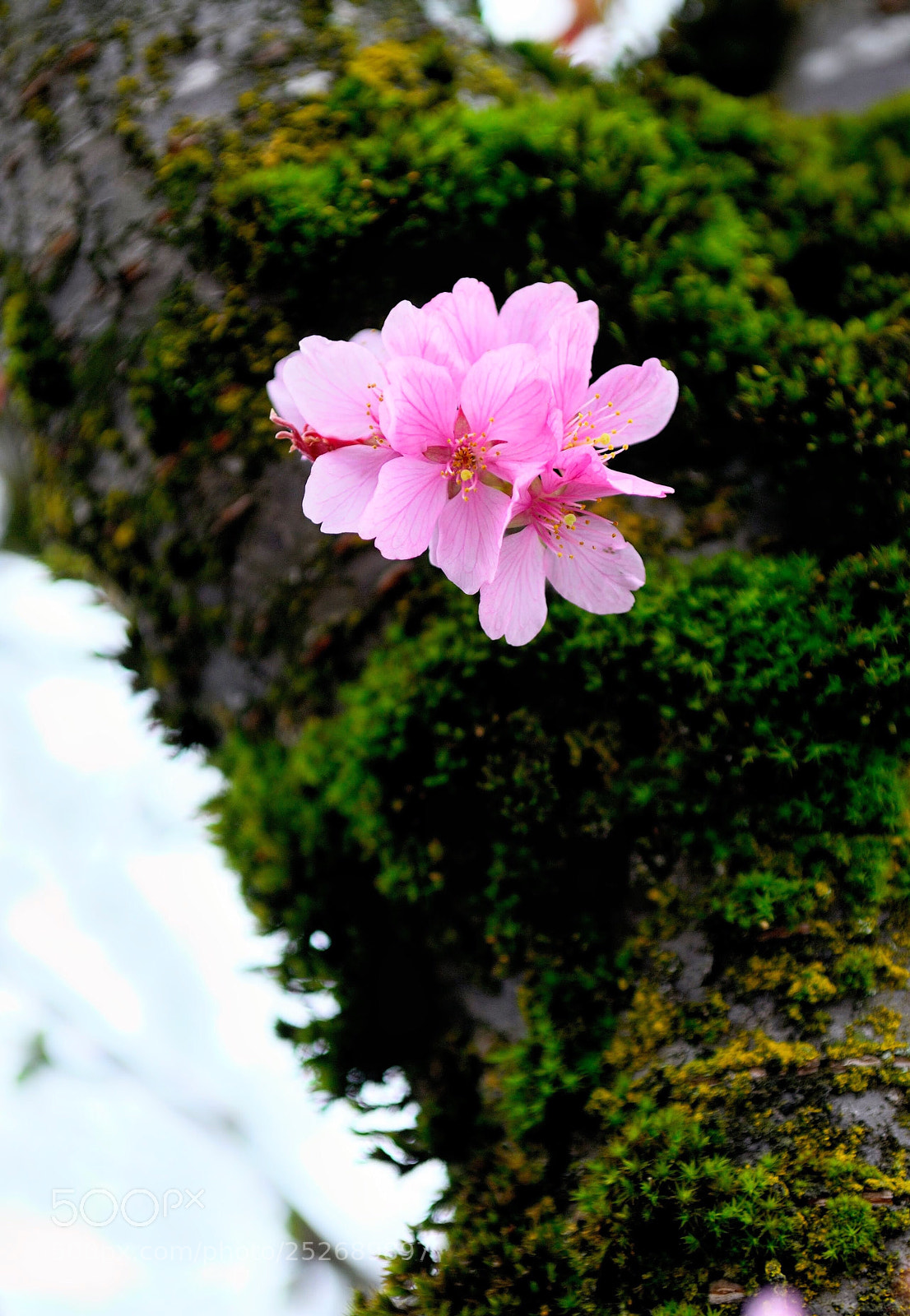 Nikon D200 sample photo. My aged d200 can photography