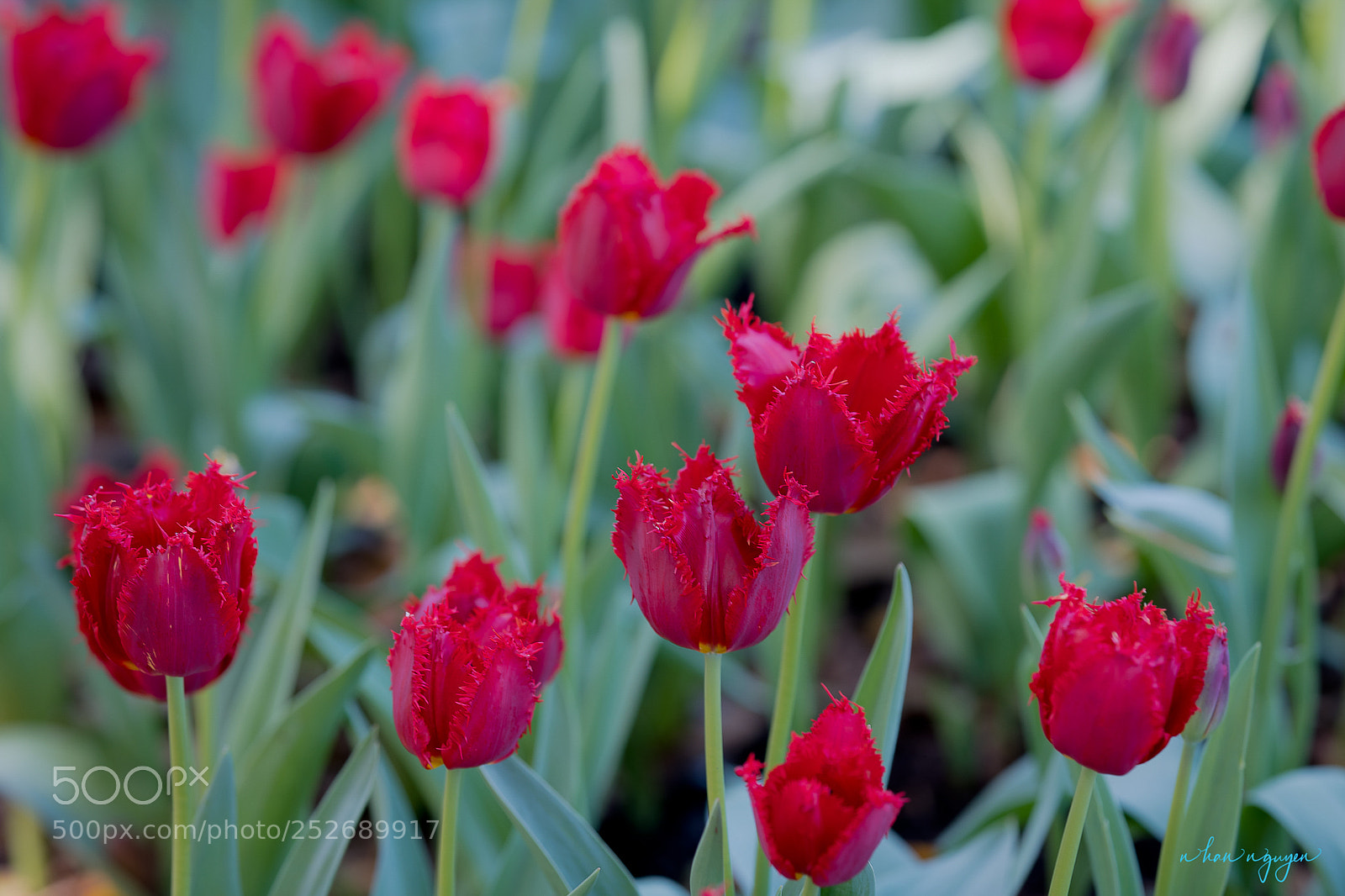 Nikon D850 sample photo. Untitled photography