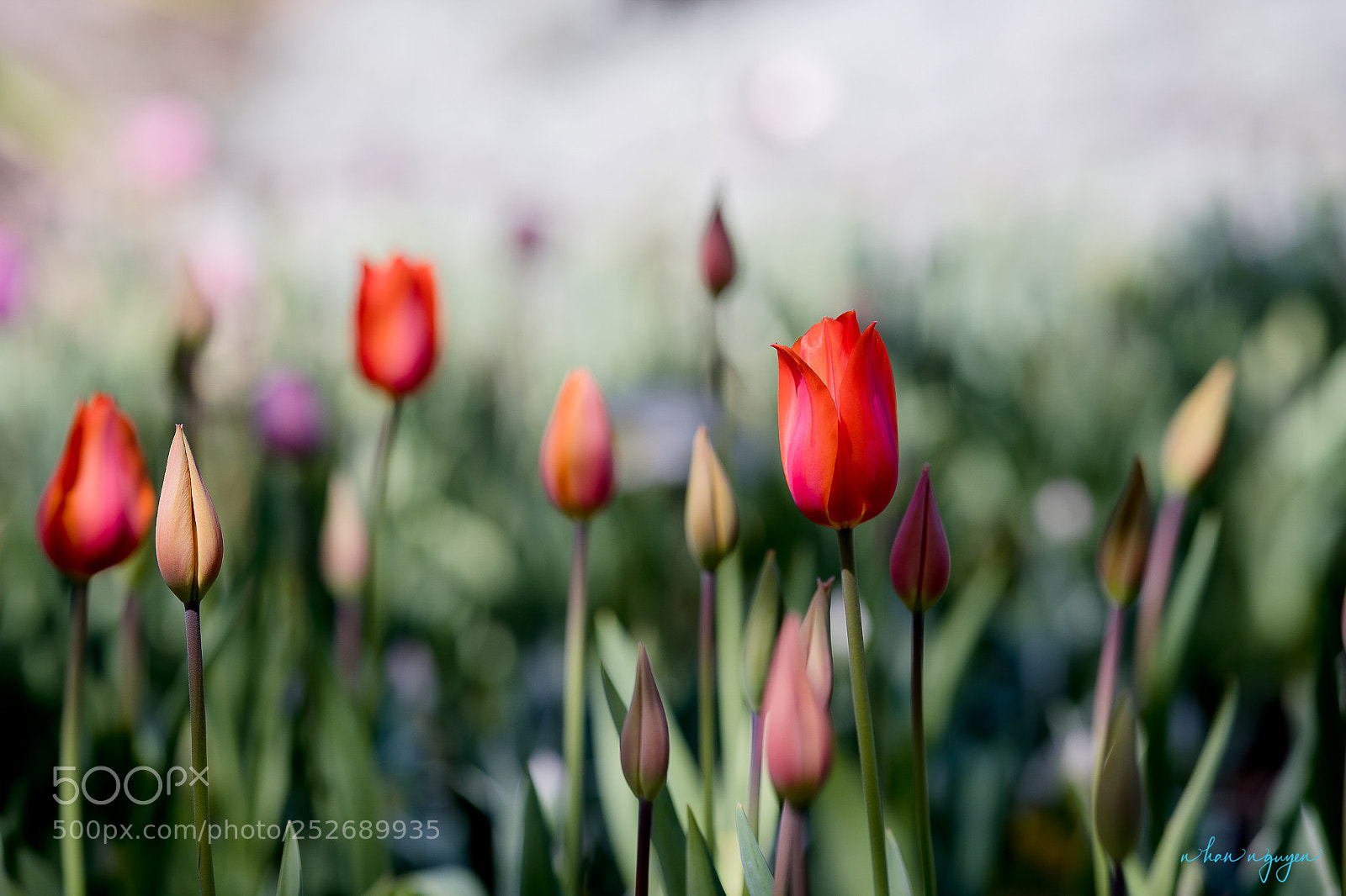 Nikon D850 sample photo. Untitled photography