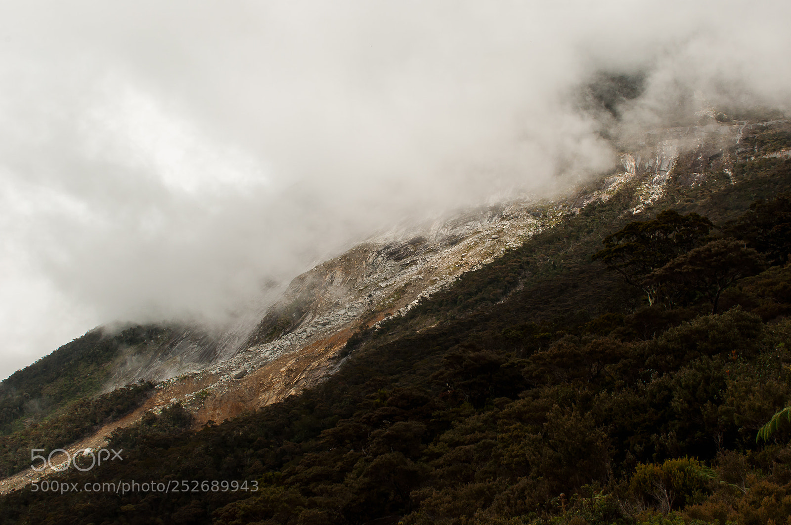 Nikon D90 sample photo. Jungle on mountain kinabalu photography