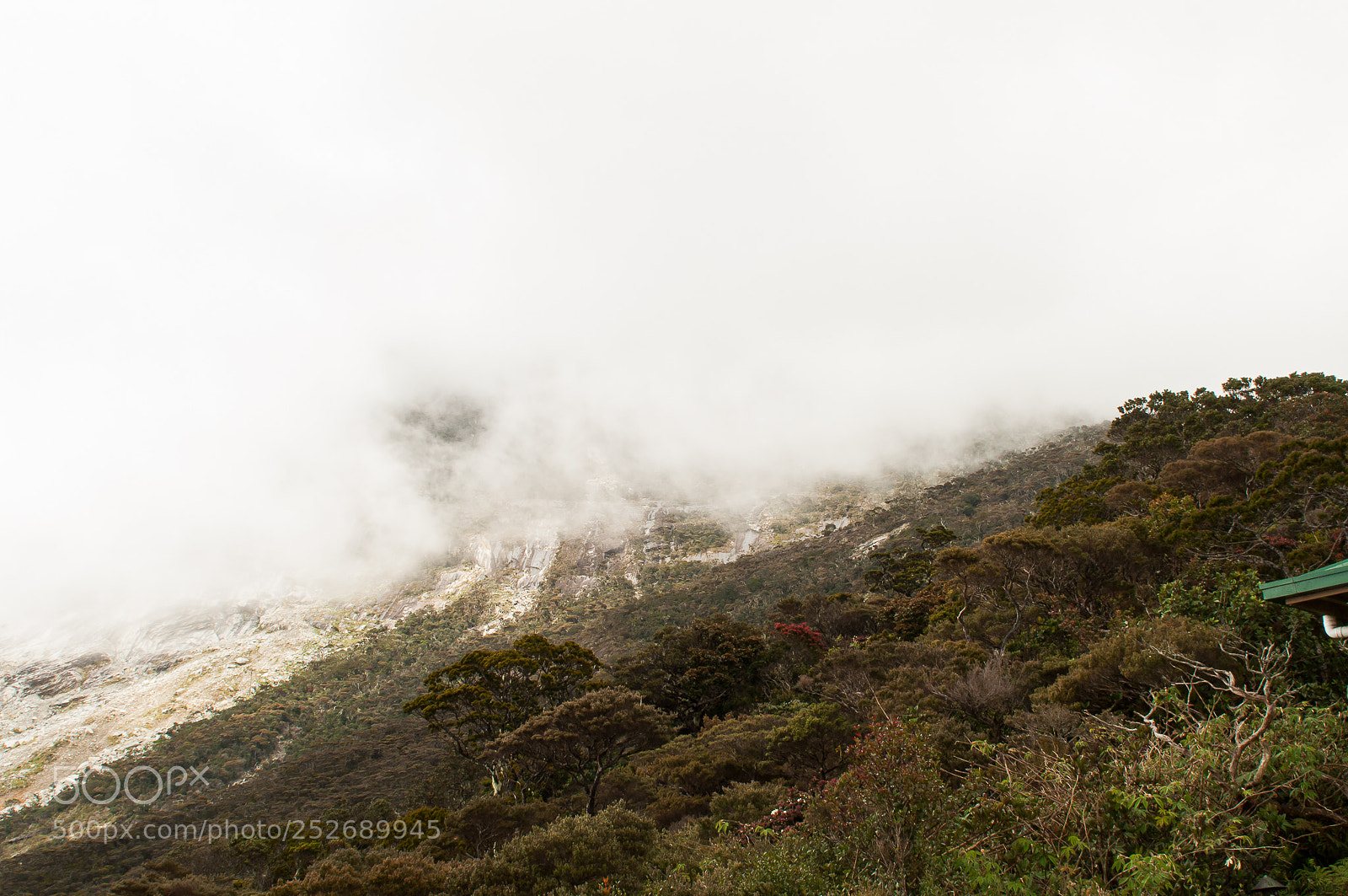 Nikon D90 sample photo. Jungle on mountain kinabalu photography