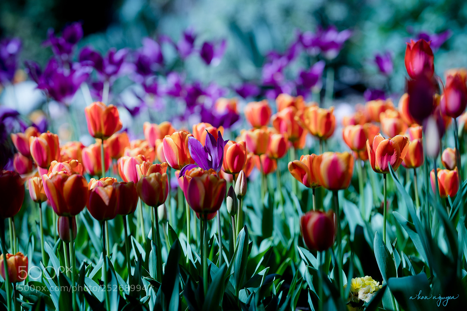 Nikon D850 sample photo. Untitled photography