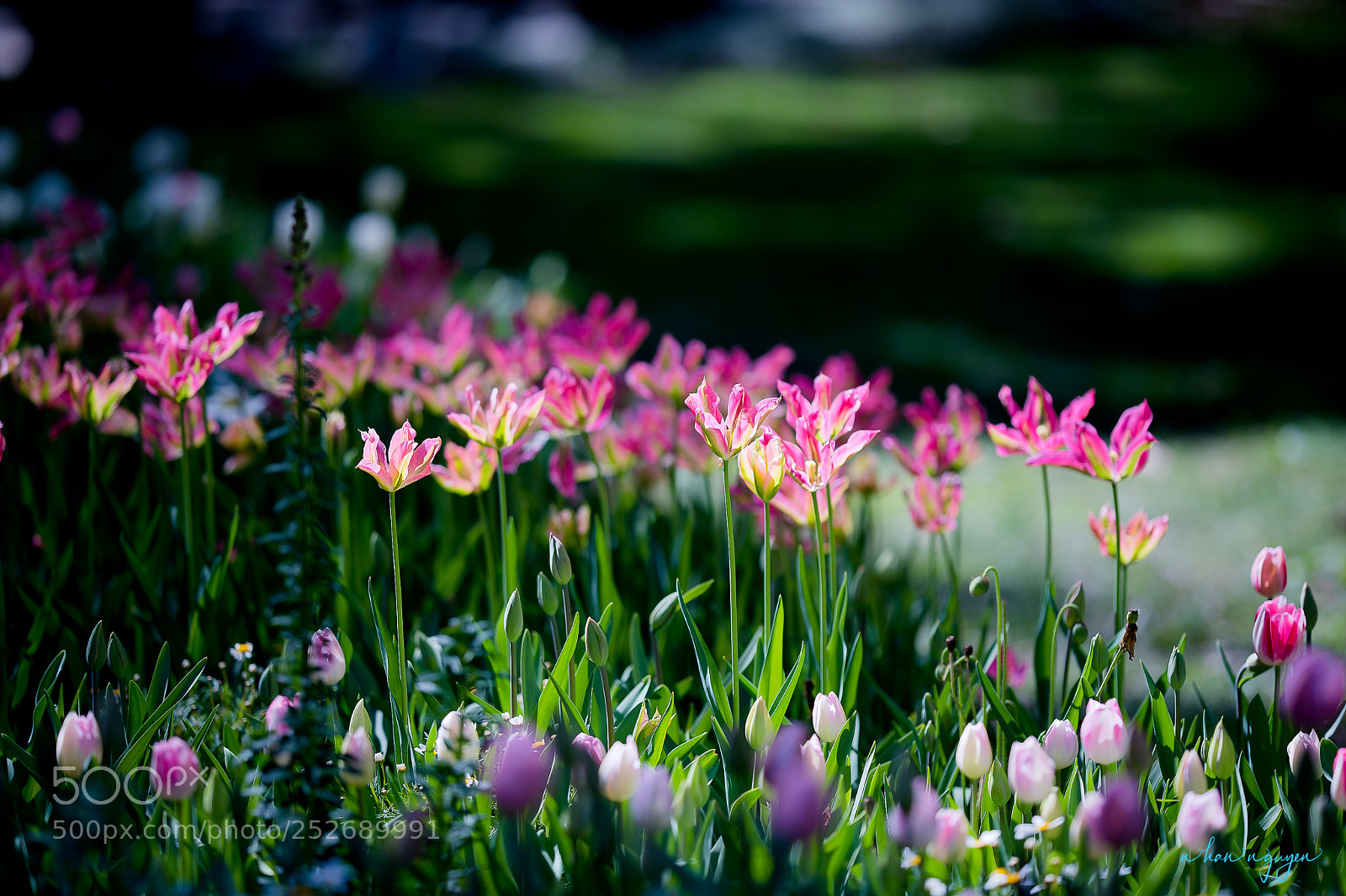 Nikon D850 sample photo. Untitled photography