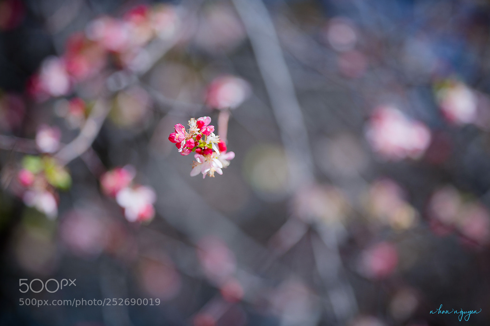 Nikon D850 sample photo. Untitled photography