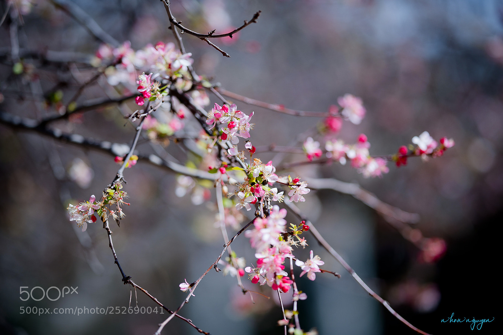 Nikon D850 sample photo. Untitled photography