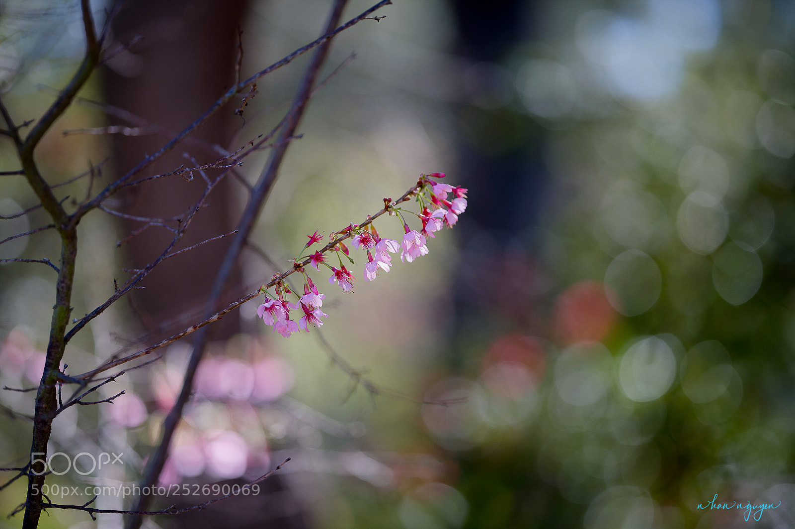 Nikon D850 sample photo. Untitled photography