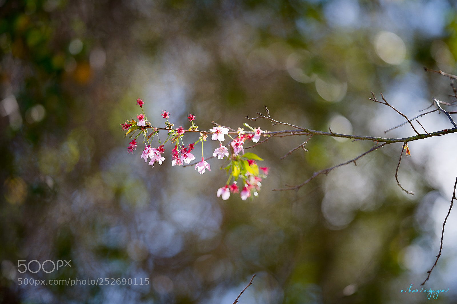 Nikon D850 sample photo. Untitled photography