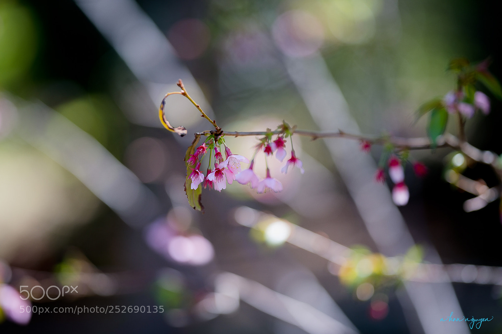 Nikon D850 sample photo. Untitled photography