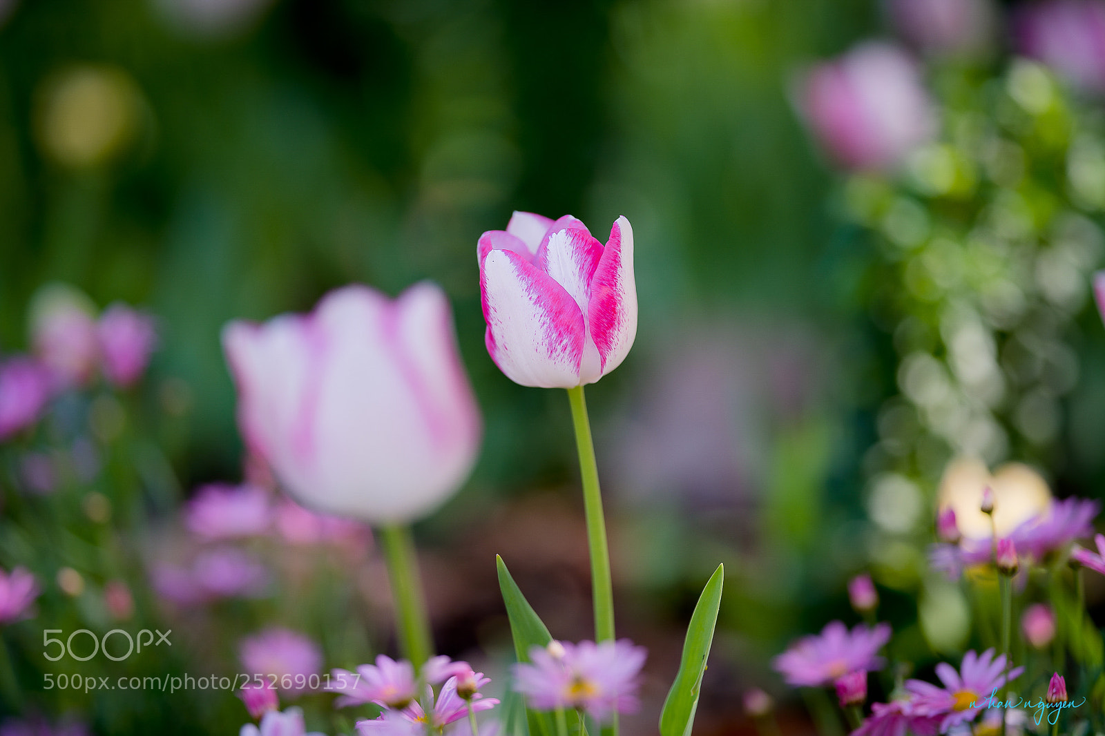 Nikon D850 sample photo. Untitled photography