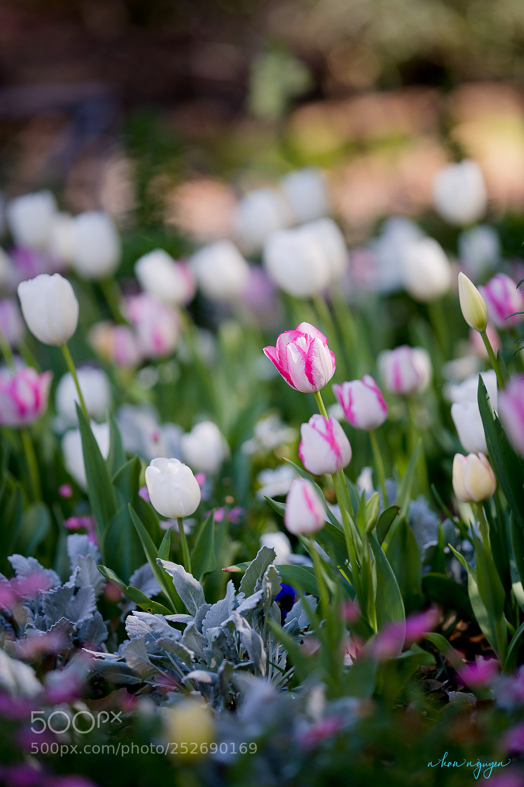 Nikon D850 sample photo. Untitled photography