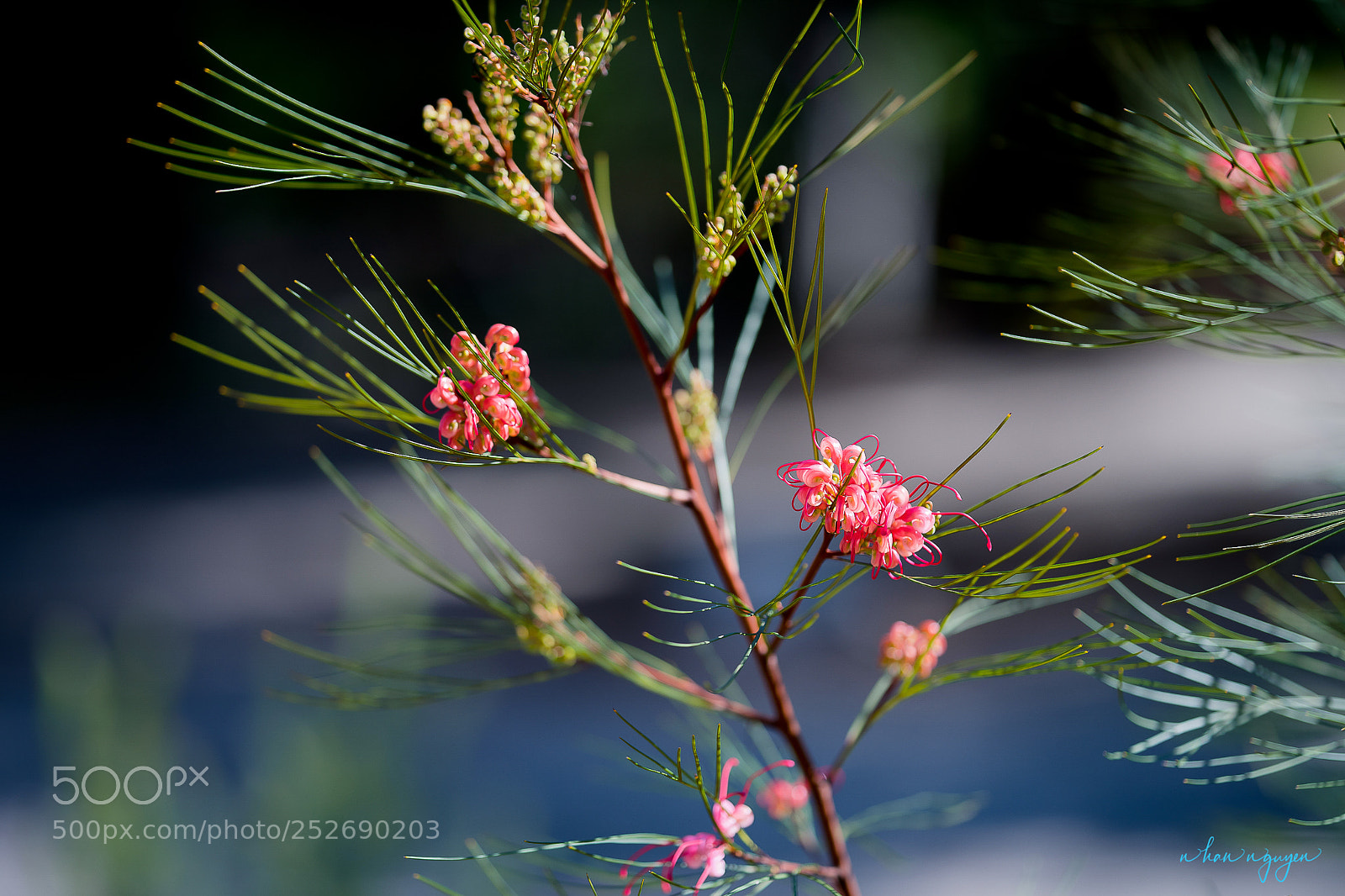 Nikon D850 sample photo. Untitled photography