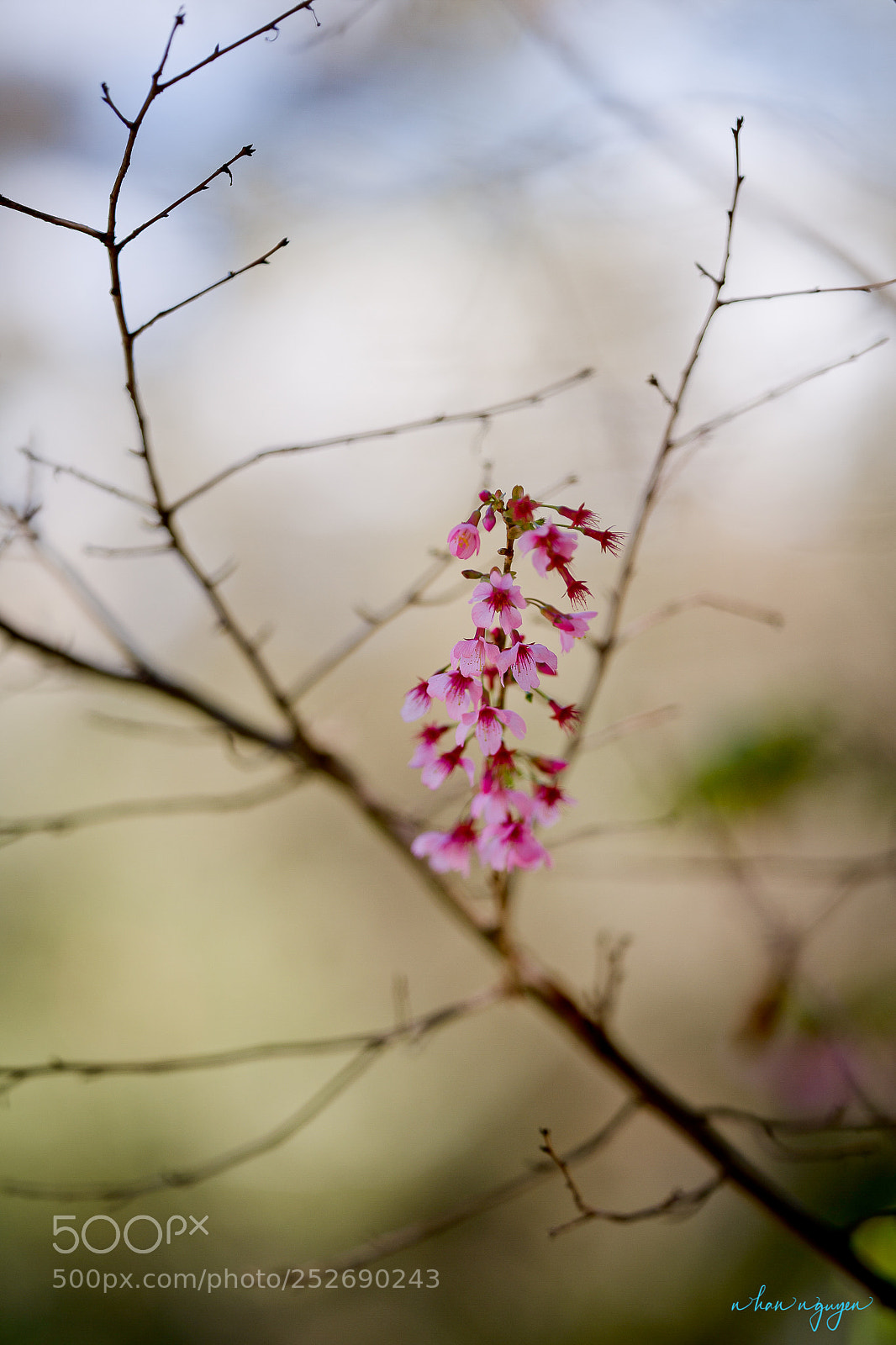 Nikon D850 sample photo. Untitled photography