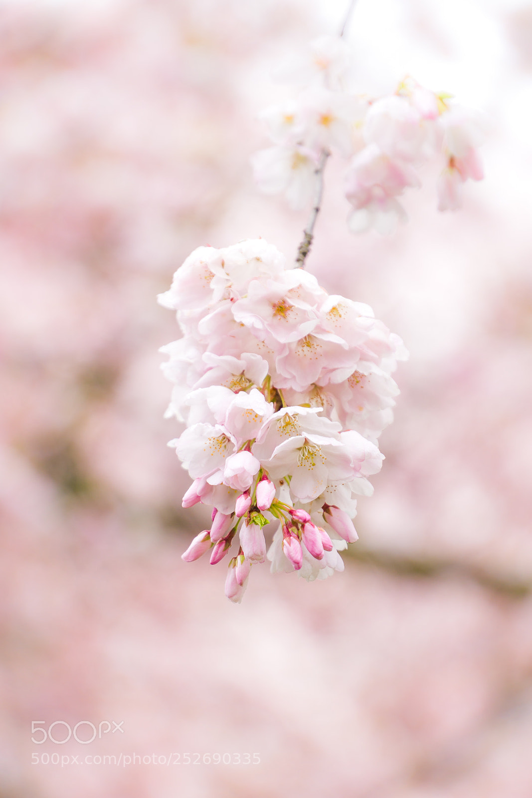 Sony a7R II sample photo. Cherry blossoms photography