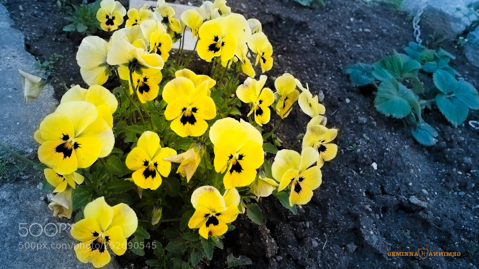 Sony SLT-A58 sample photo. Day and night flowers photography