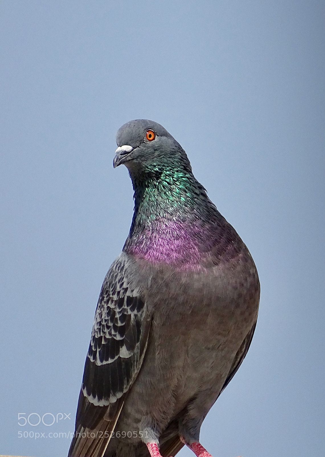 Sony Cyber-shot DSC-HX400V sample photo. Pigeon photography