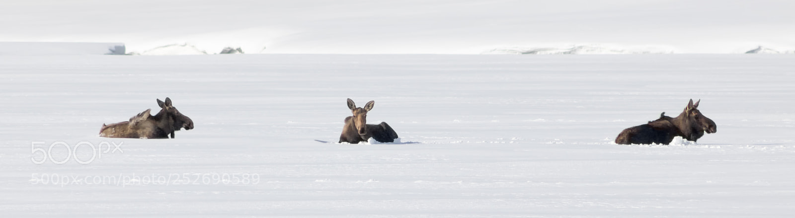 Canon EOS 750D (EOS Rebel T6i / EOS Kiss X8i) sample photo. 3 mooses having a  break photography